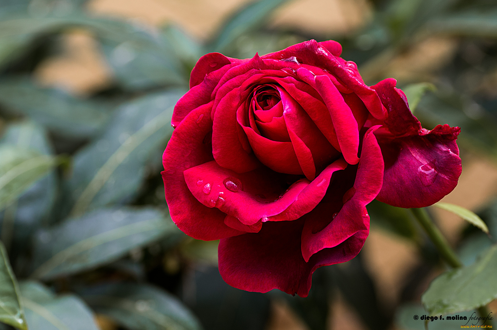 цветы, розы, роза, blossoms, leaves, bud, petals, rose, лепестки, цветение, листья, бутон