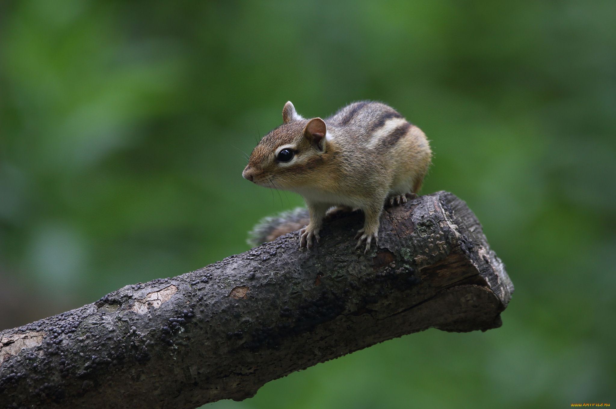животные, бурундуки, животное, окрас, бурундук