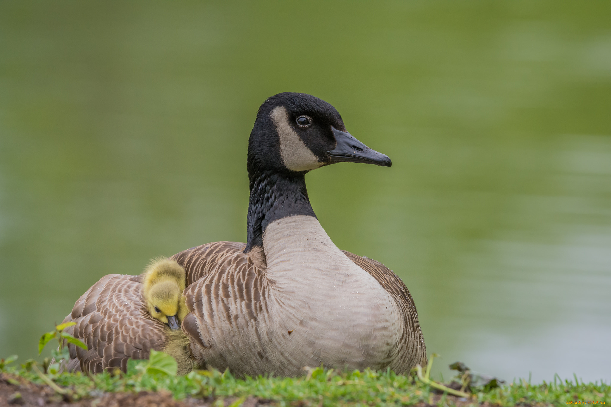 животные, гуси, гусь, животное, окрас, перья