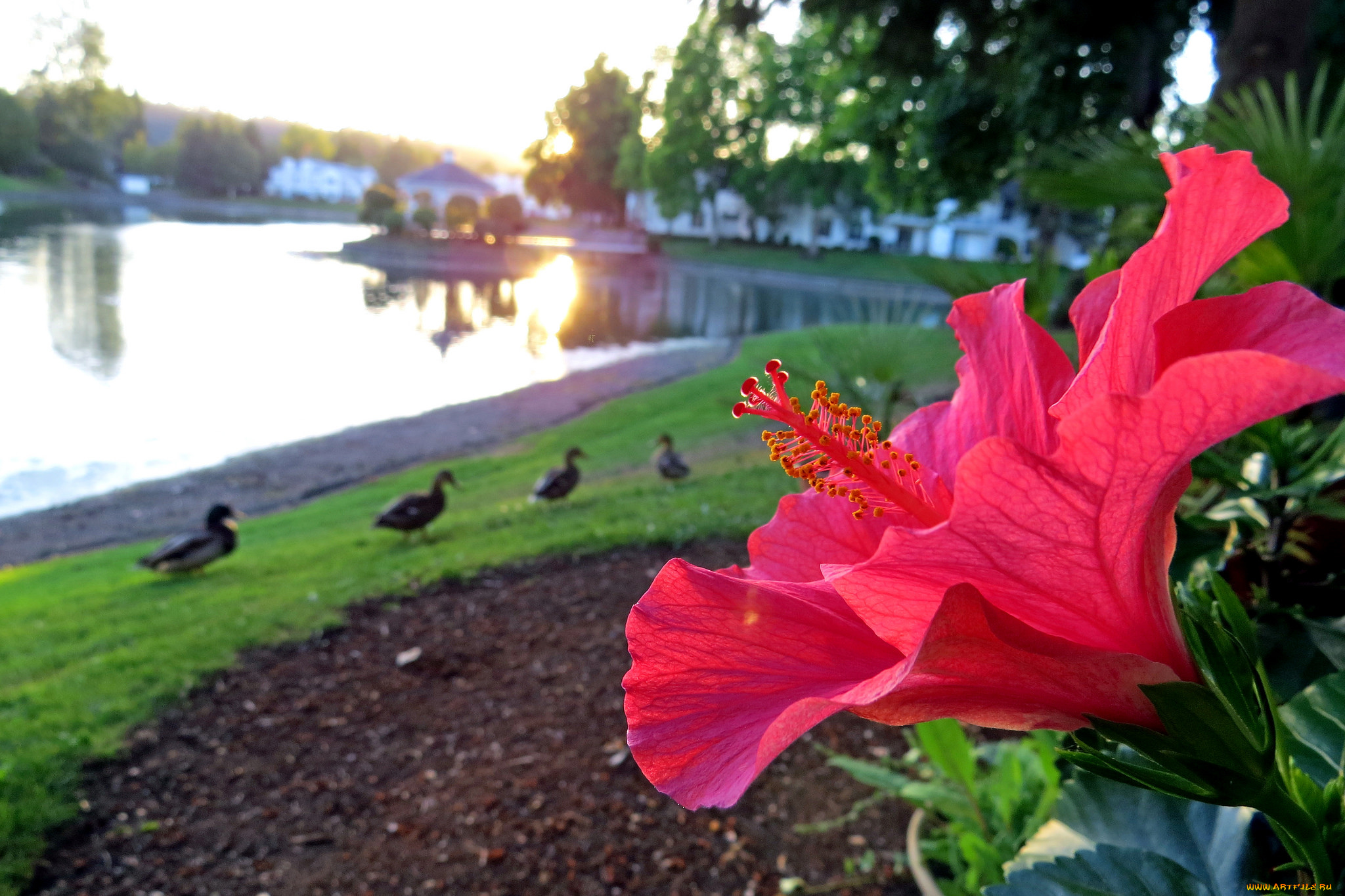 цветы, гибискусы, красный