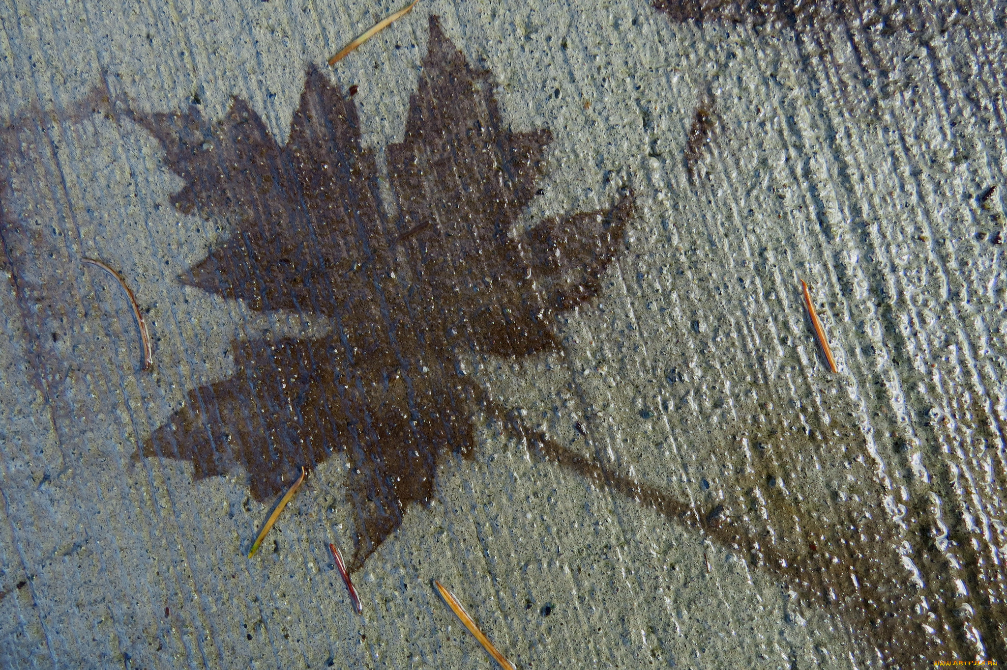 разное, текстуры, лист