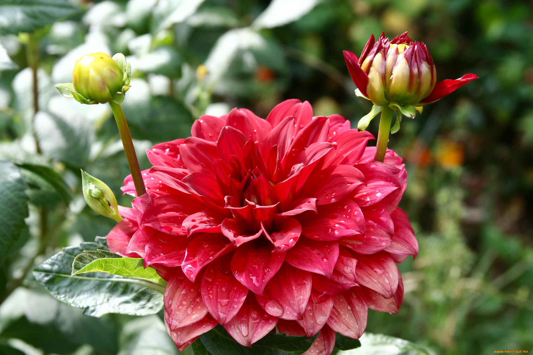 цветы, георгины, георгин, цветение, бутоны, лепестки