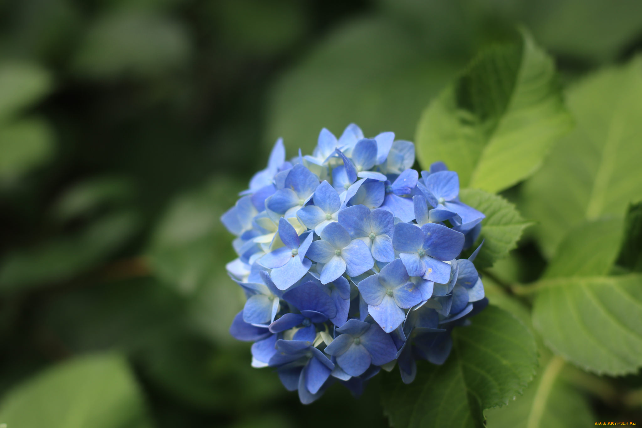цветы, гортензия, куст, цветение