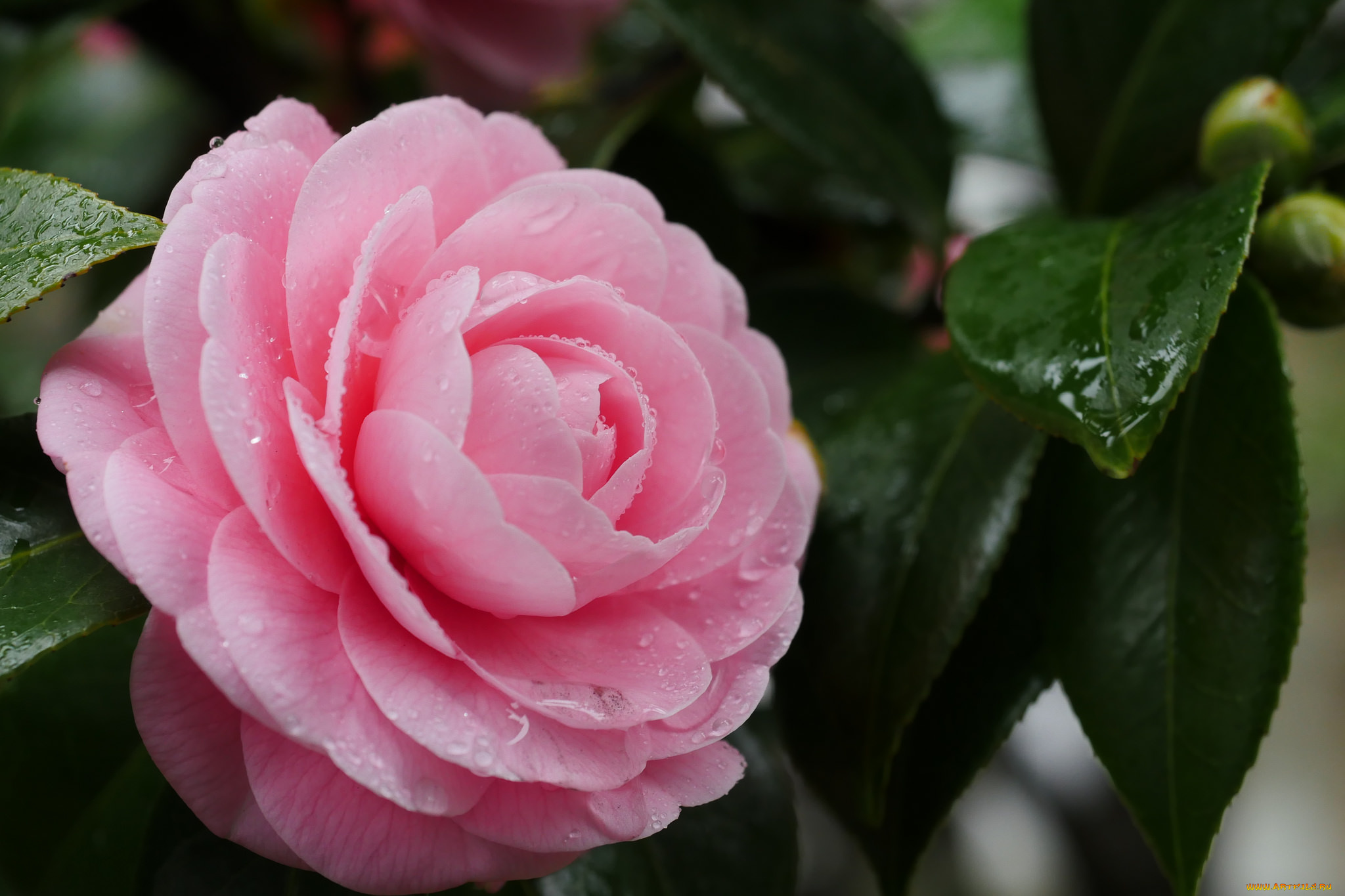 цветы, камелии, камелия, бутон, розовая, лепестки, листья, цветение, нежность