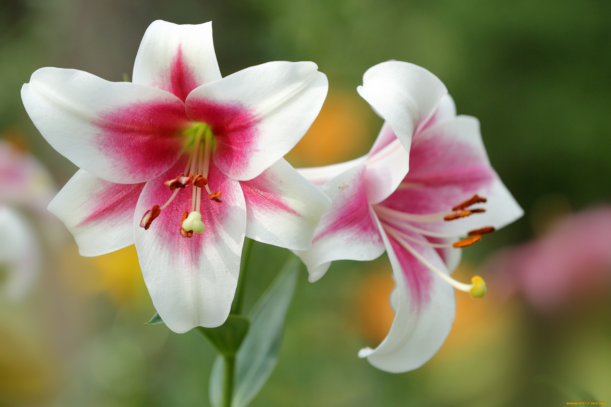 цветы, лилии, , лилейники, blooms, buds, pink, lily, цветение, розовые, бутоны