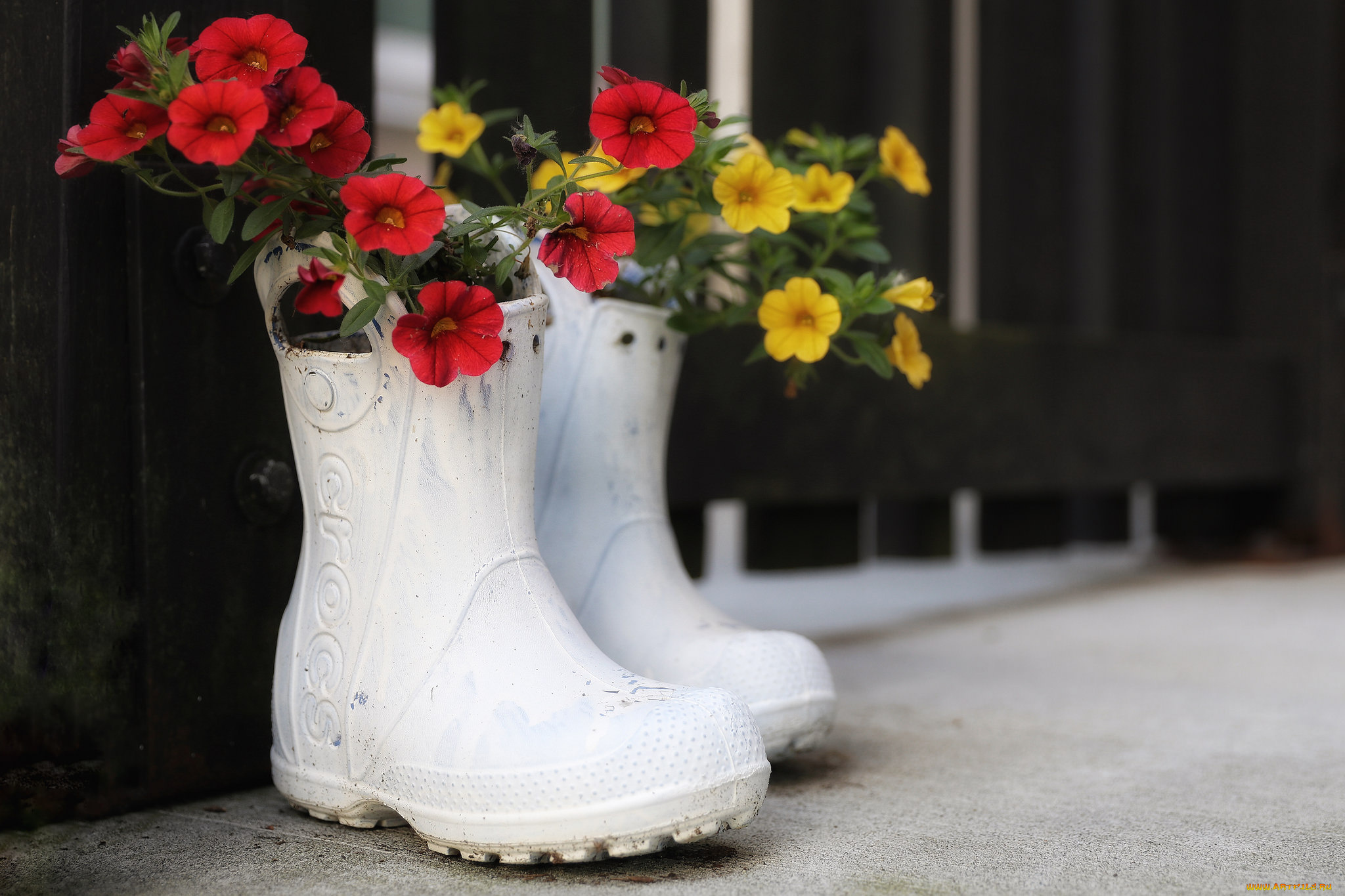 цветы, петунии, , калибрахоа, бутон, петуния, нежность, цветение, калибрахоа