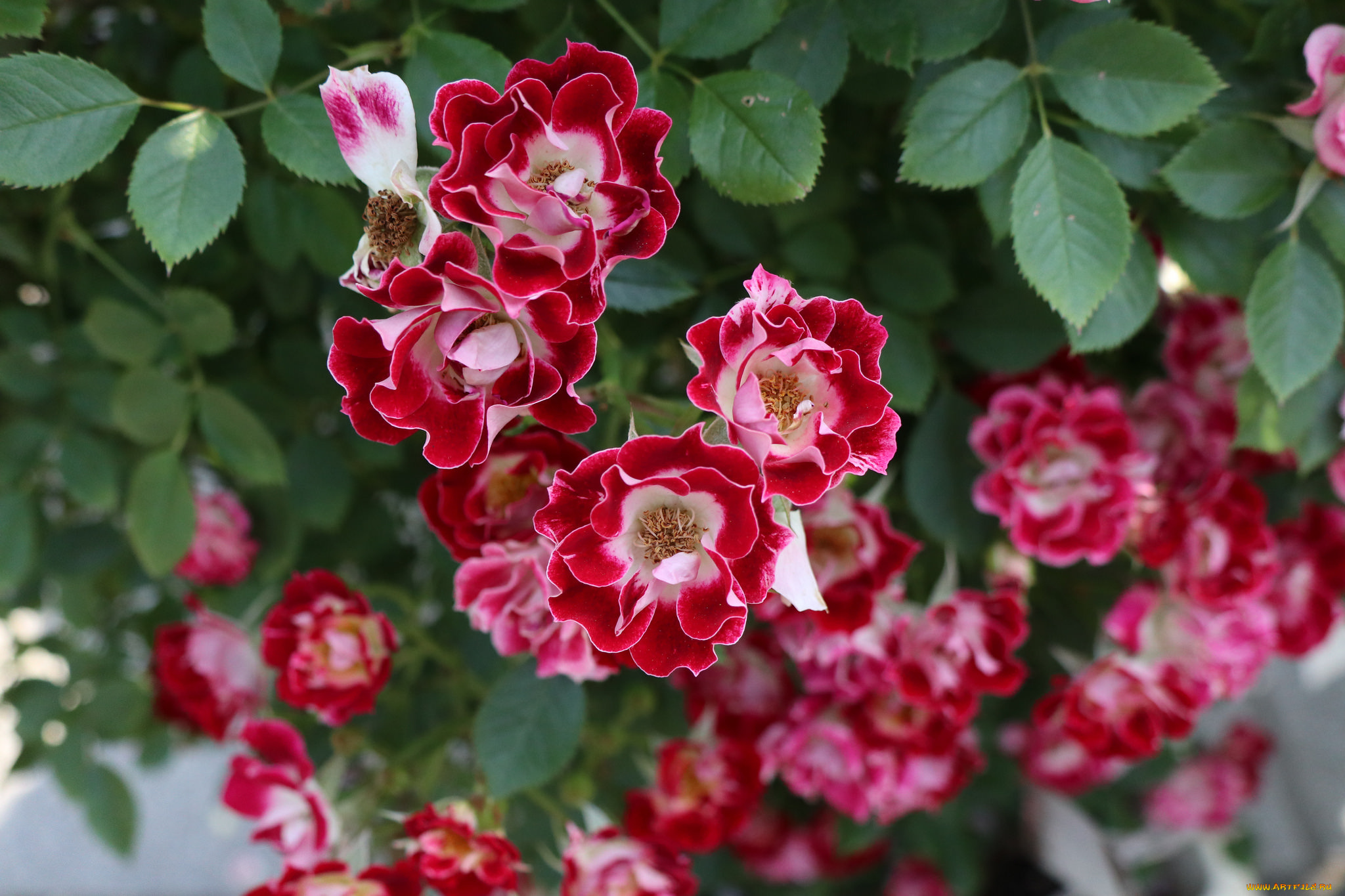 цветы, розы, роза, розовая, листья, лепестки, цветение