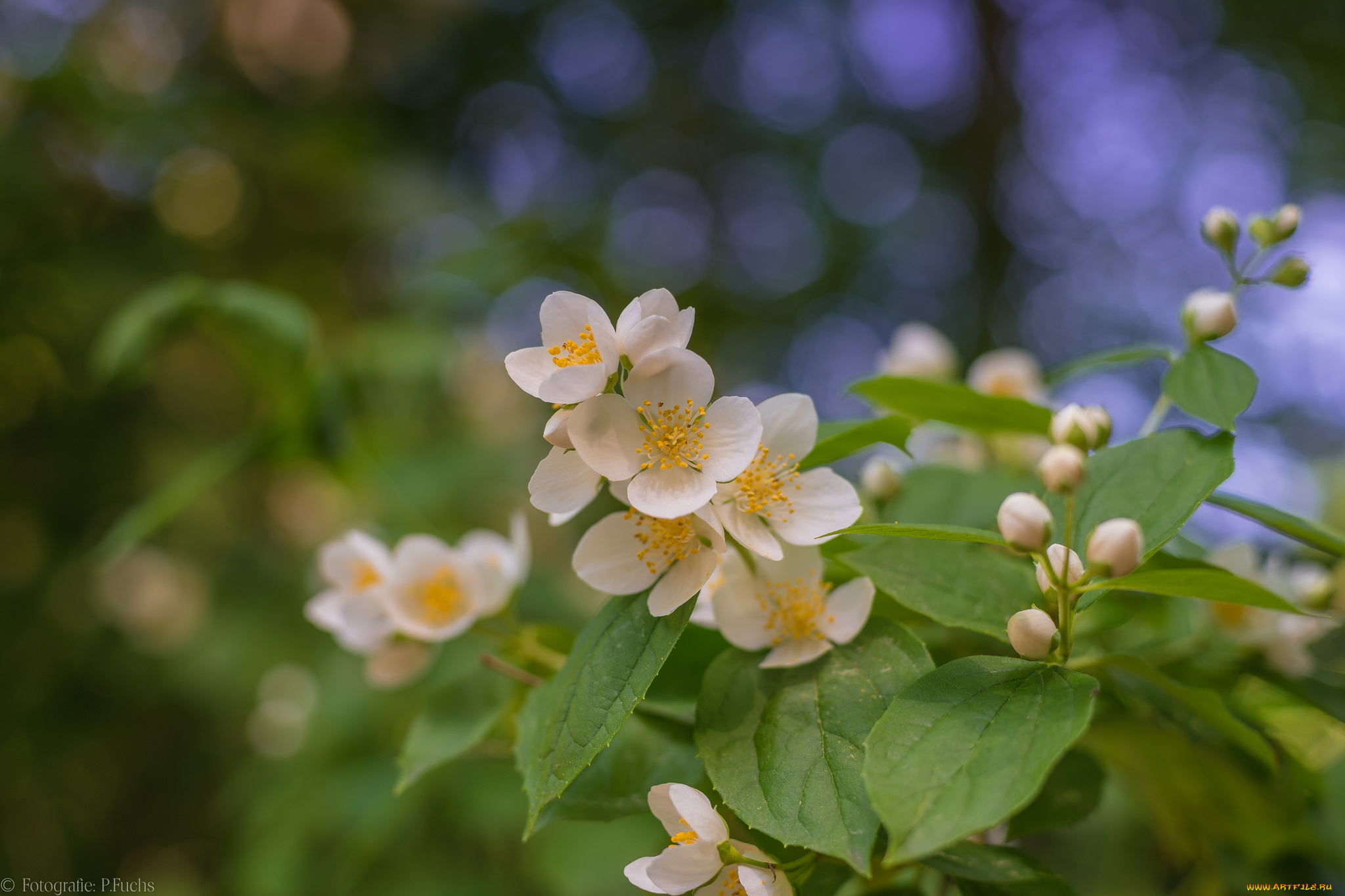 цветы, жасмин, цветение, лепестки, листья