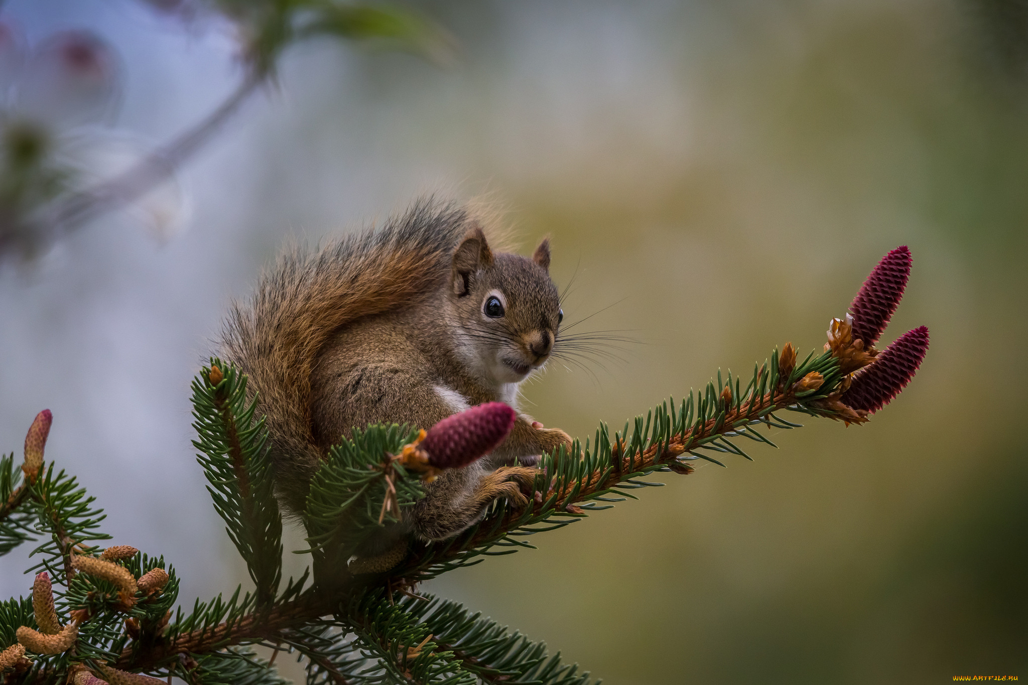 животные, белки, белка, ушка, лапки, хвостик, милашка