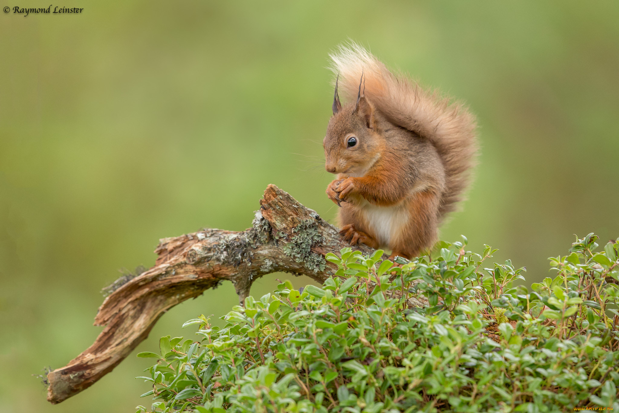 животные, белки, белка, ушка, лапки, хвостик, милашка