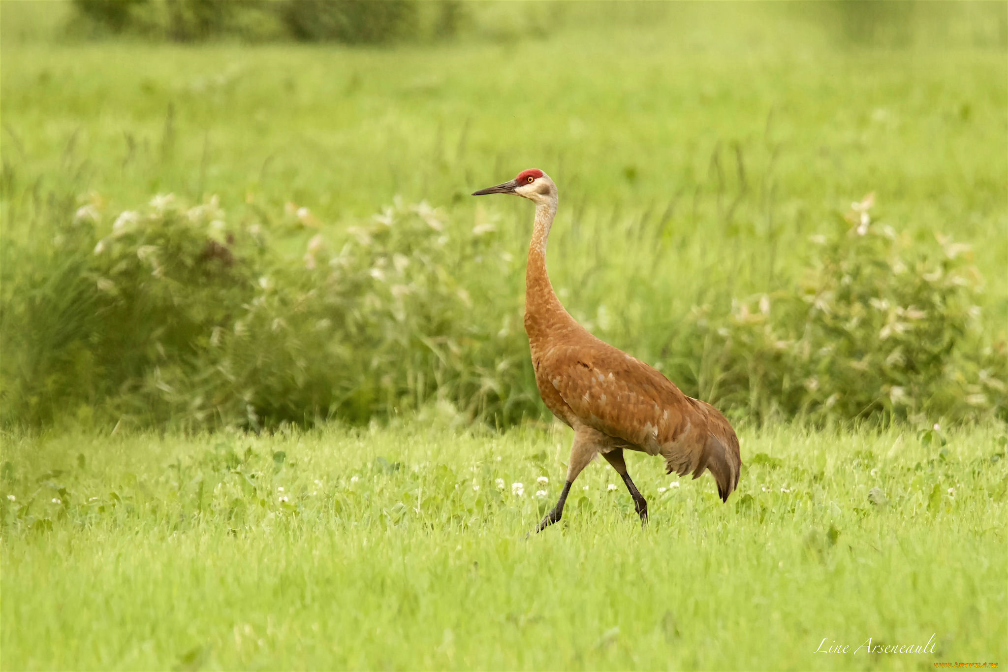 животные, цапли, , выпи, птица, перья, окрас