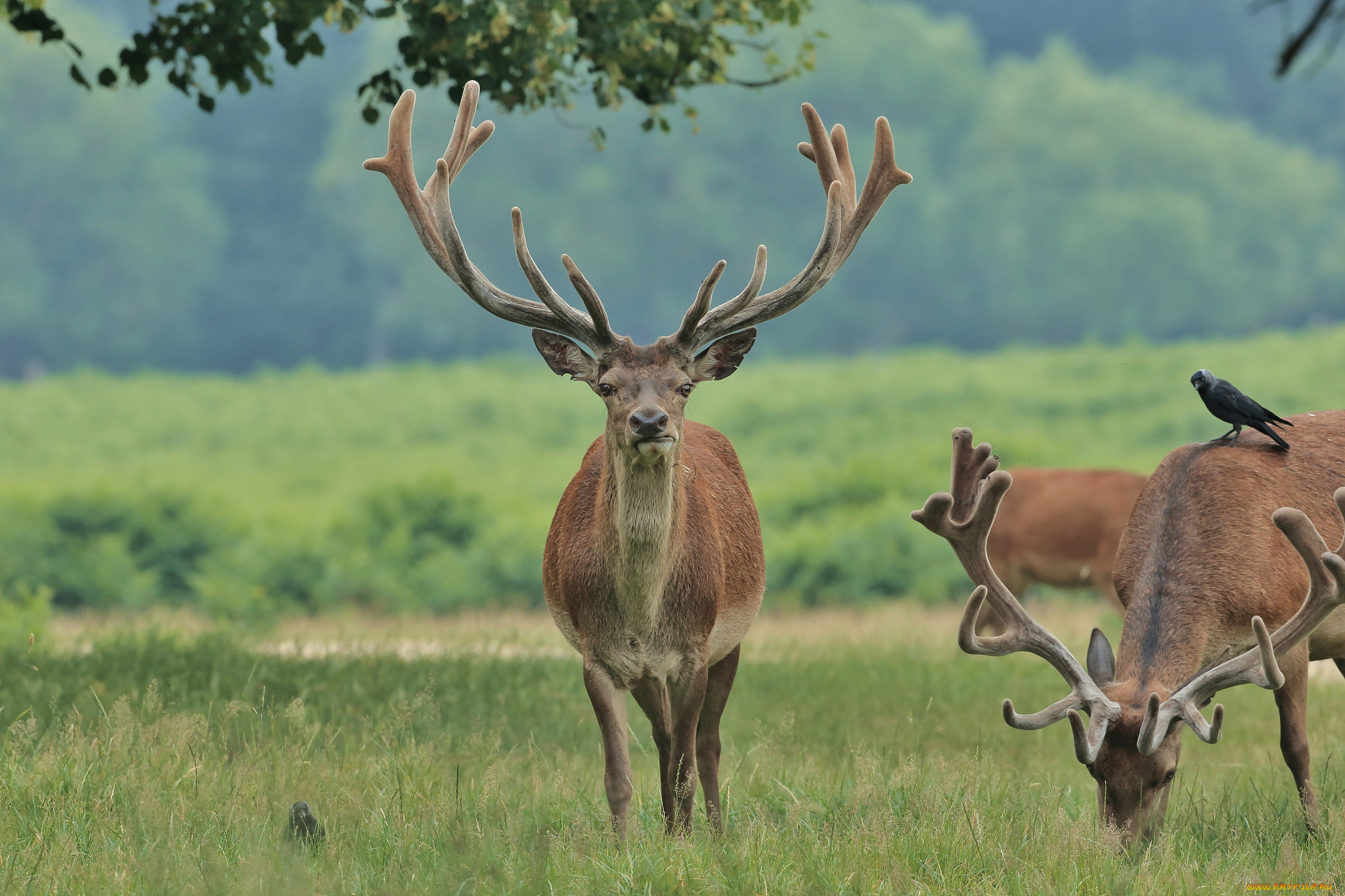 животные, олени, олень, рога, большой