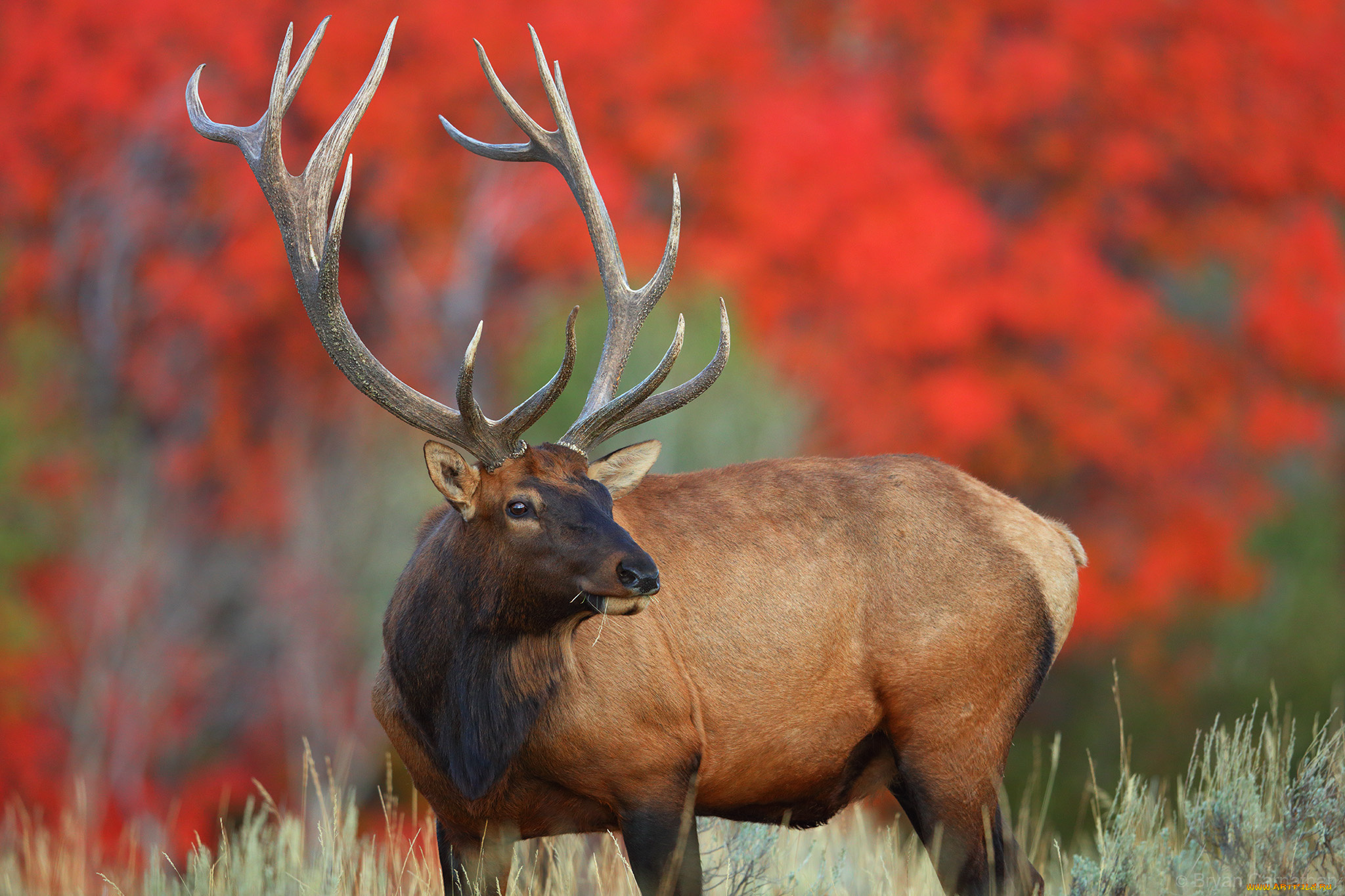 животные, олени, олень, рога, шкура, больной