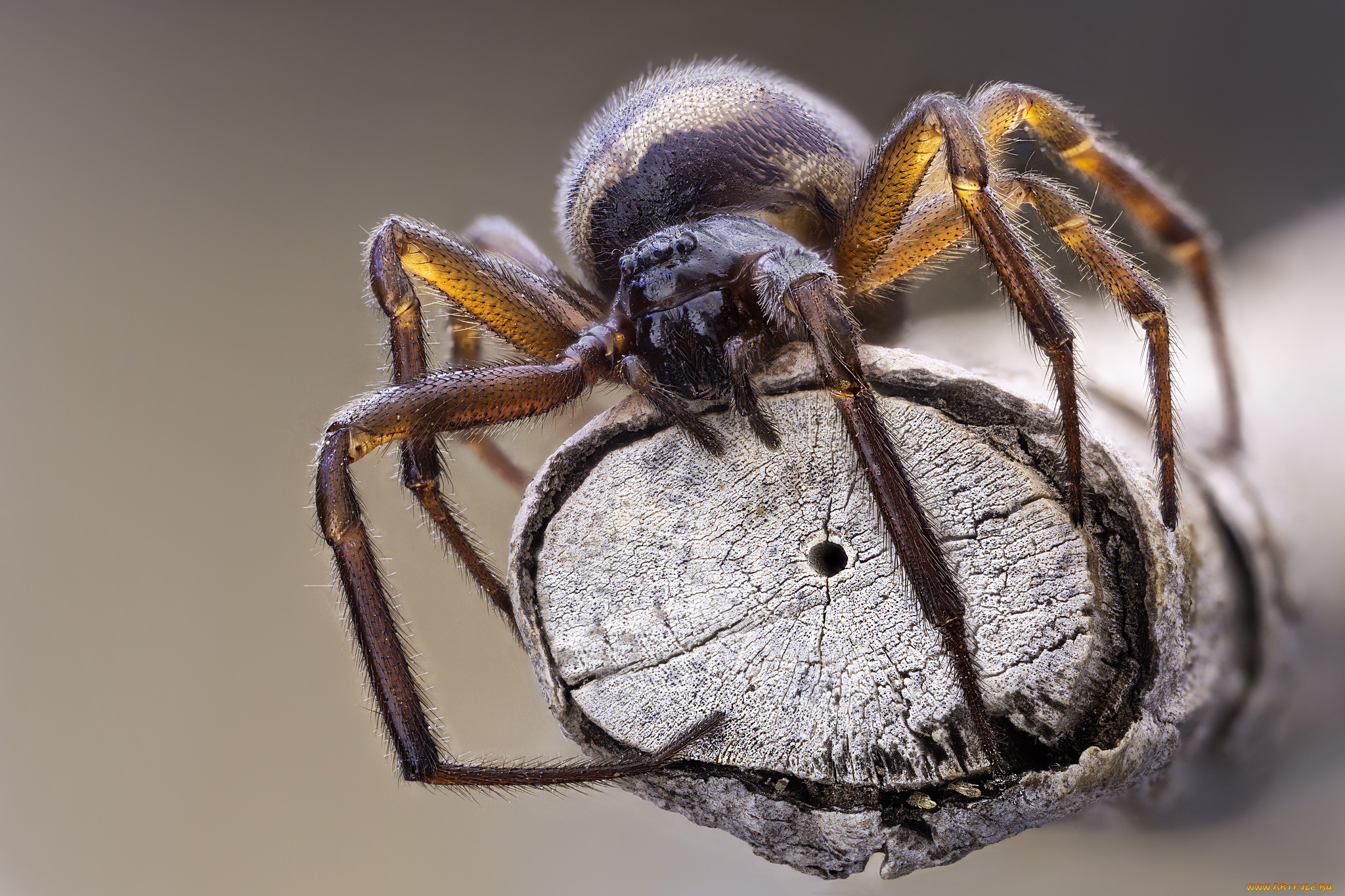 животные, пауки, паук