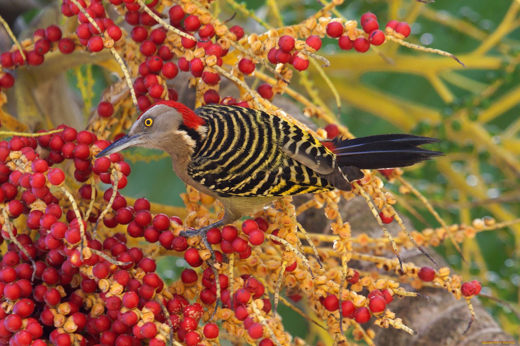животные, птицы, забавная, перья, окрас, птица
