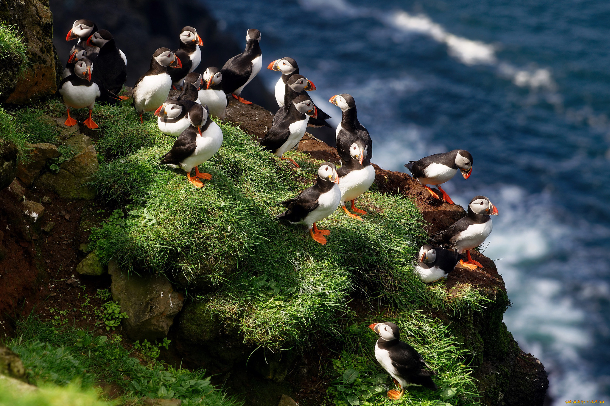 животные, тупики, тупик, птица, окрас