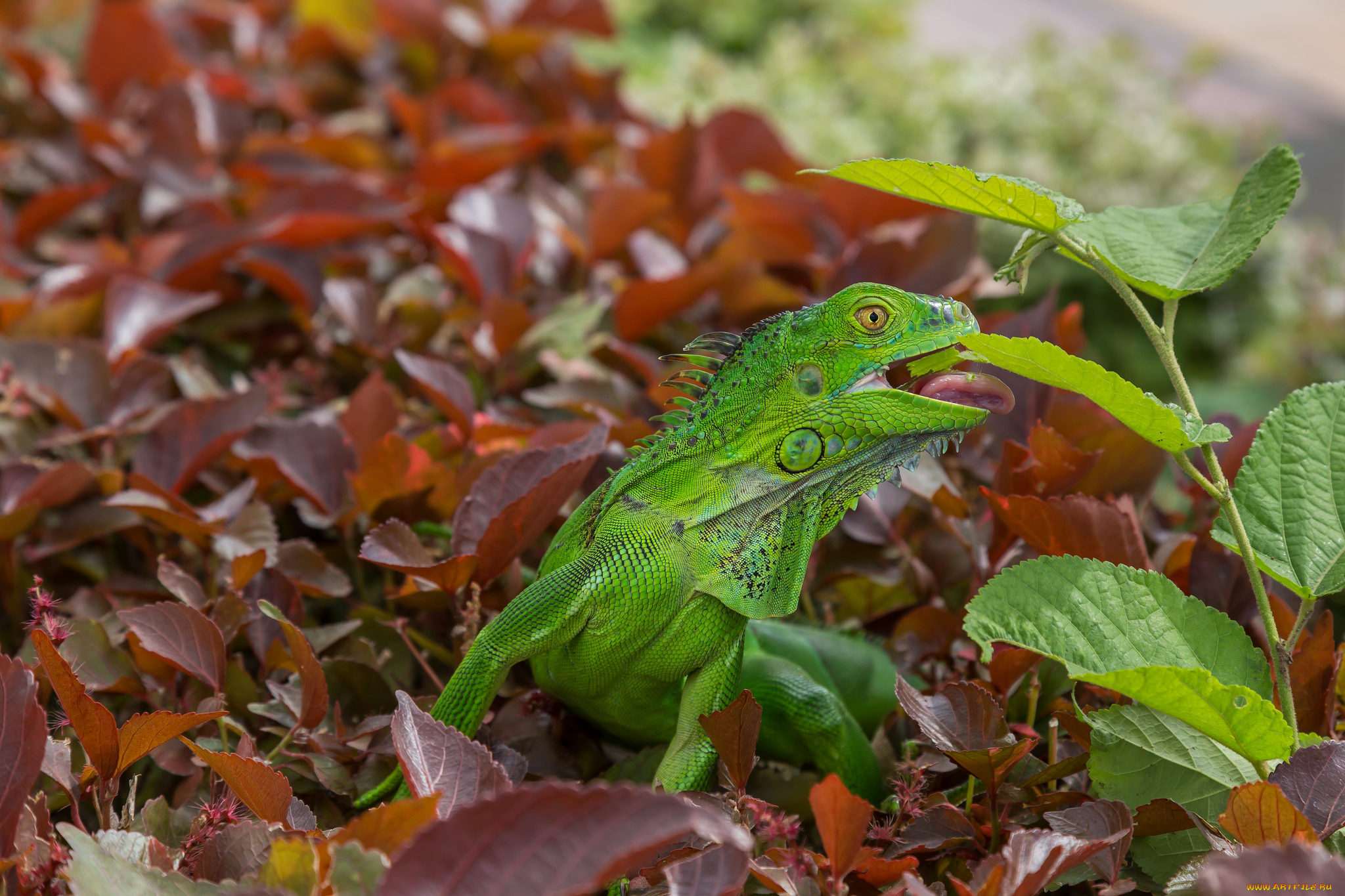 животные, Ящерицы, , игуаны, , вараны, ящерица, окрас