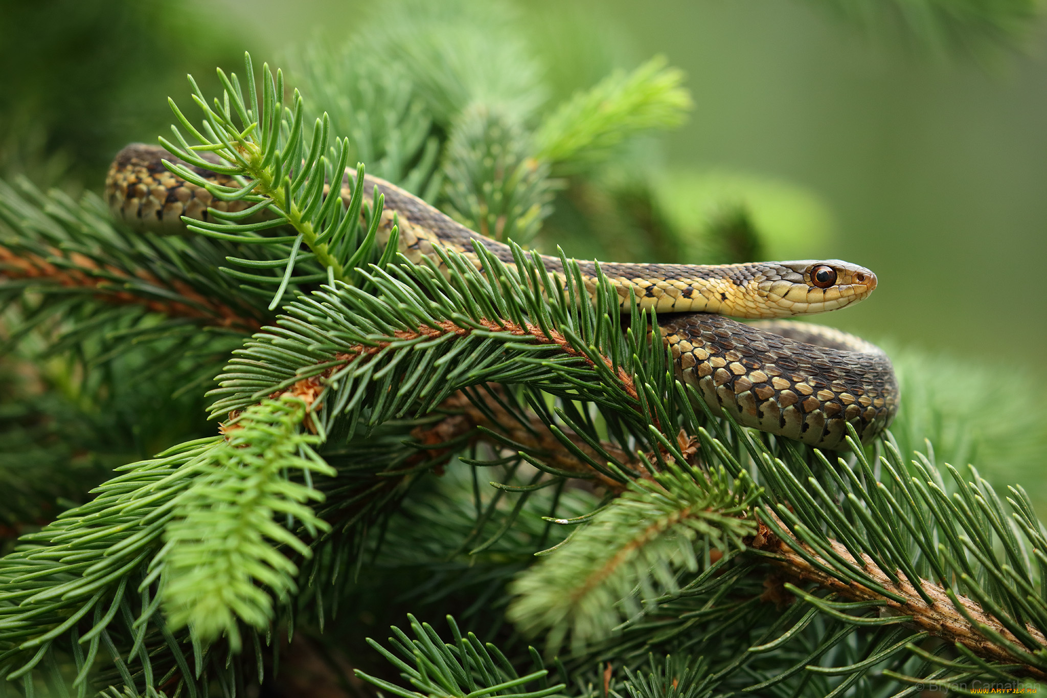 животные, змеи, , питоны, , кобры, змея, окрас, ель, ветки