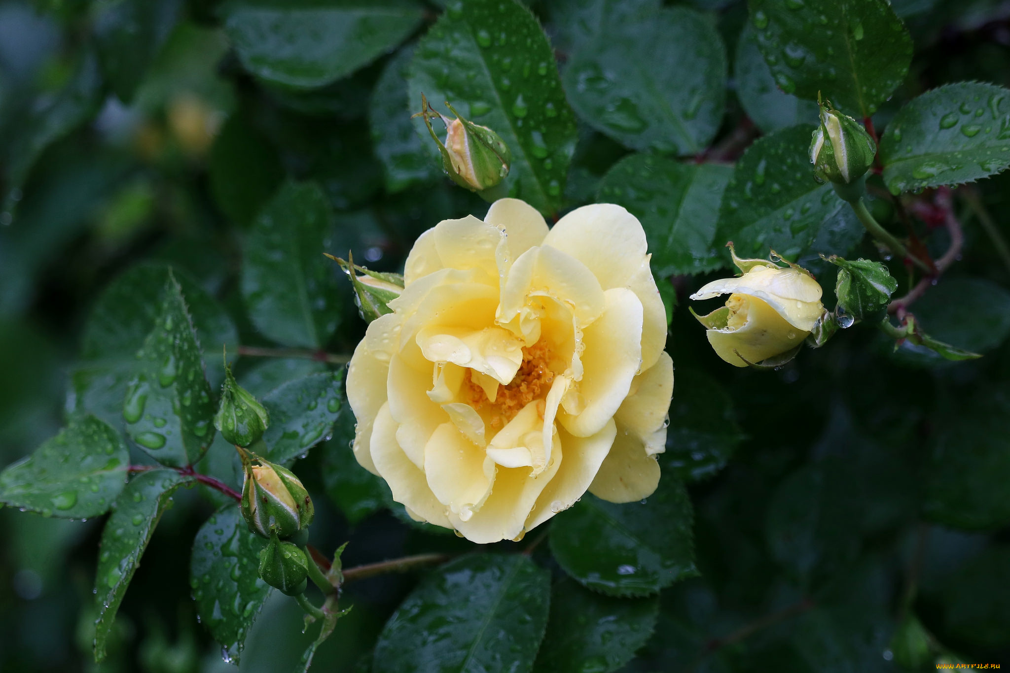 цветы, розы, роза, бутон, лепестки, листья, цветение, rose, bud, petals, leaves, blossoms