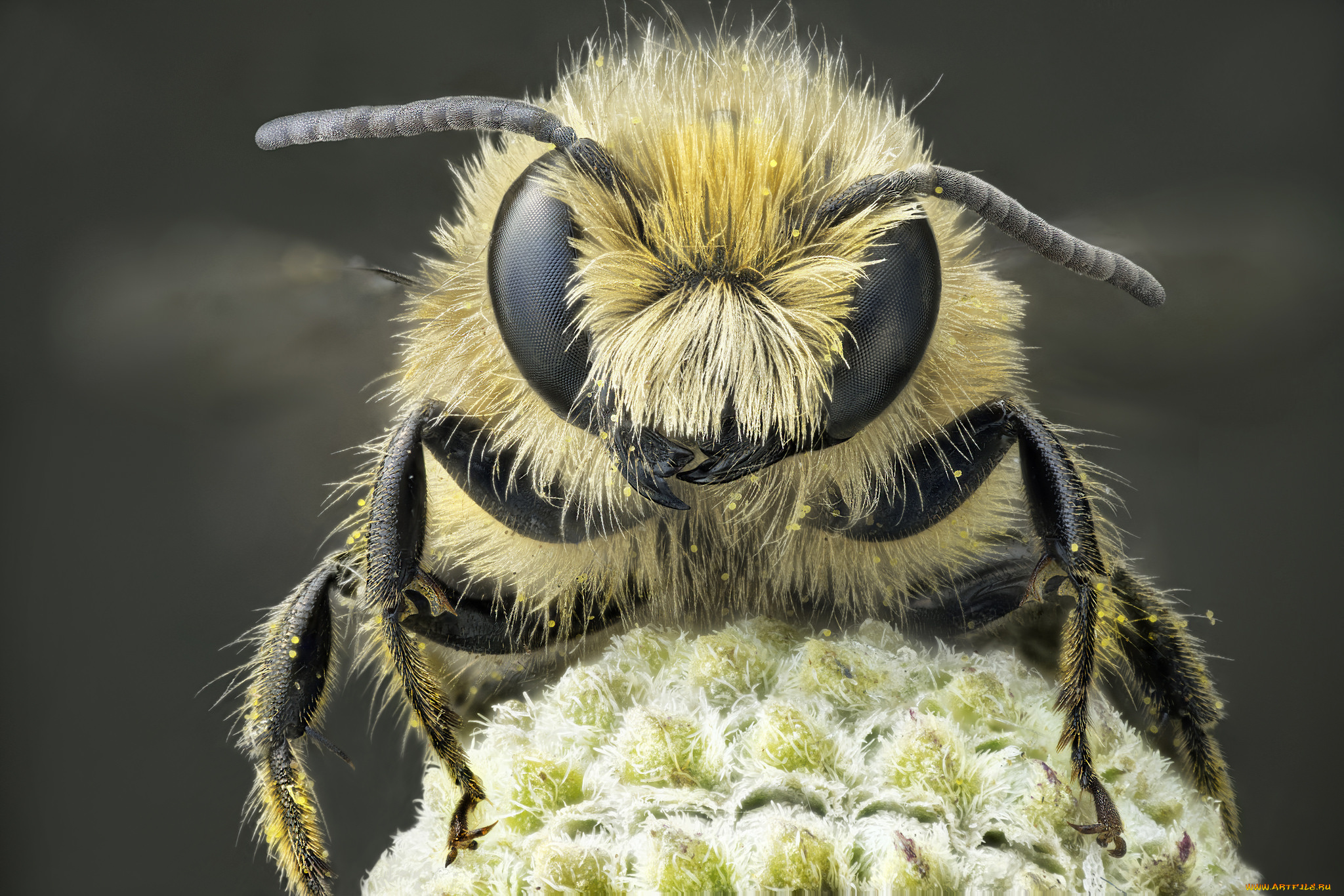 животные, пчелы, , осы, , шмели, макро