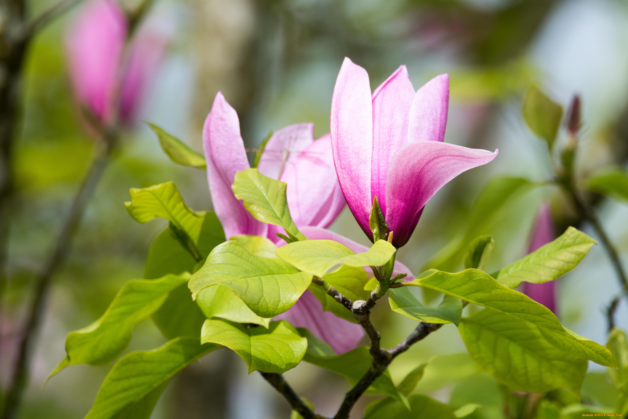 цветы, магнолии, магнолия, цветенеие, листья