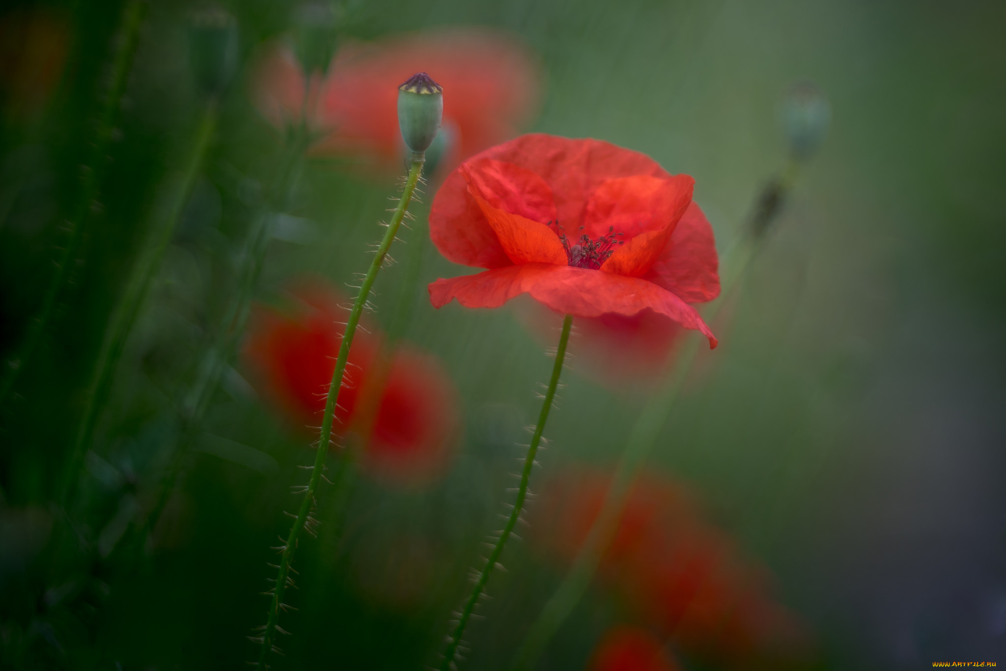 цветы, маки, мак, лепестки, луг, поле, природа