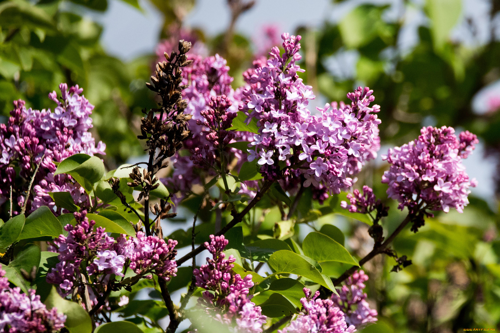 цветы, сирень, цветение, лепестки, цветки