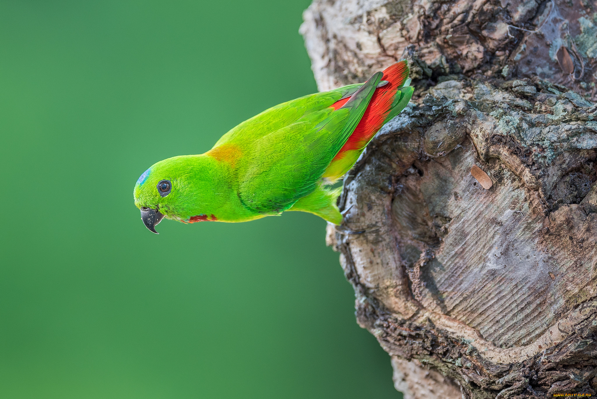 животные, попугаи, перья, птица, клюв