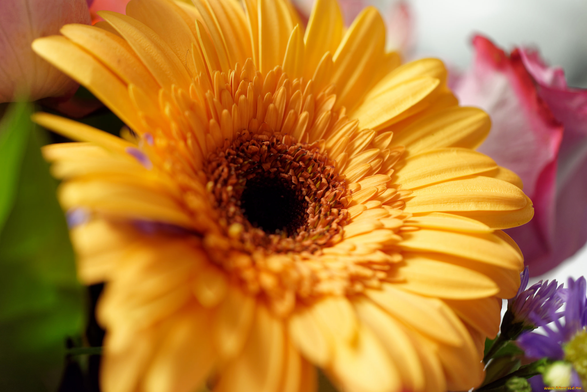 цветы, герберы, клумба, сад, капли, вода, роса, макро, лепестки, гербера