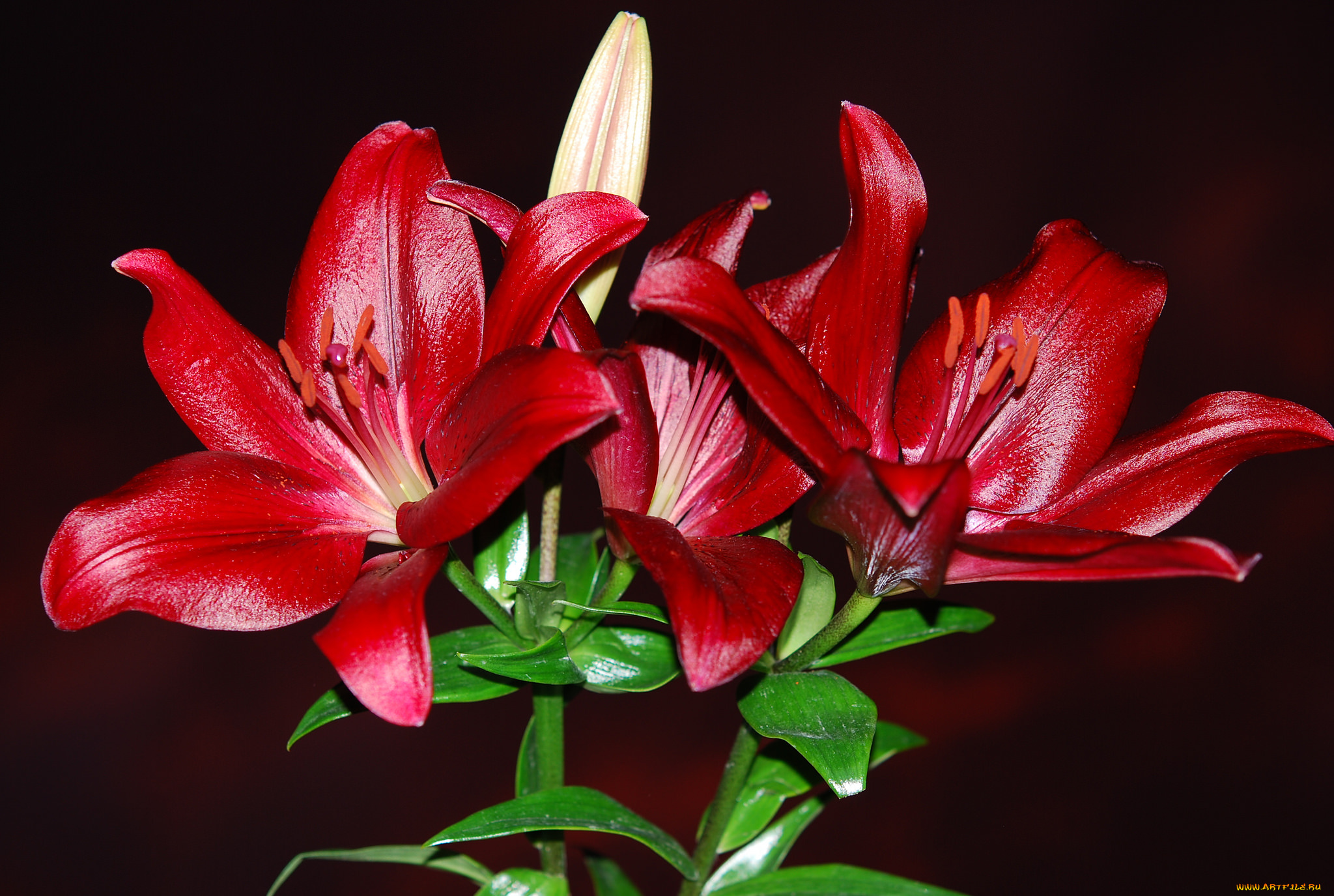 цветы, лилии, , лилейники, petals, bloom, lily, лепестки, цветение