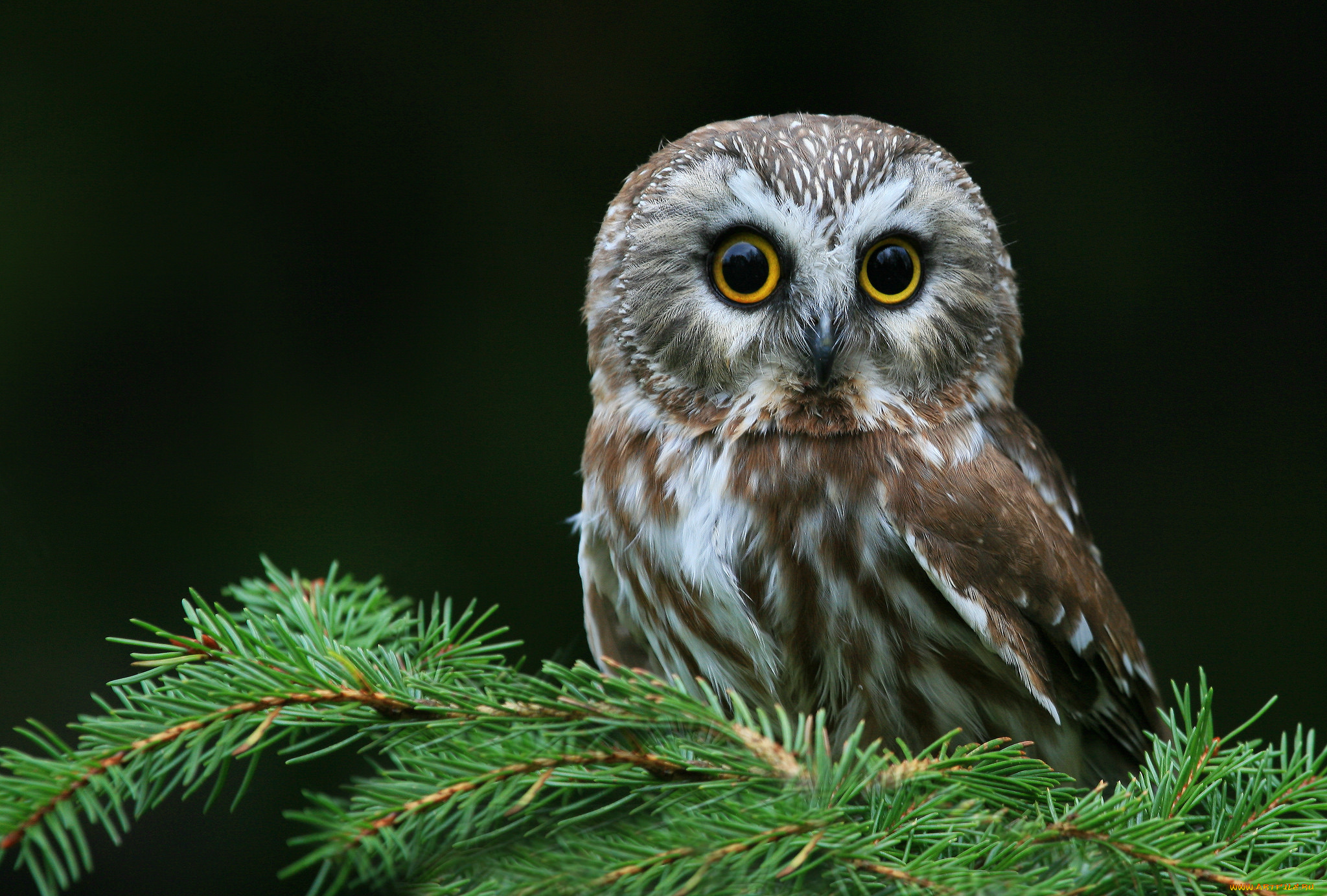 животные, совы, птица, окрас, перья, сова