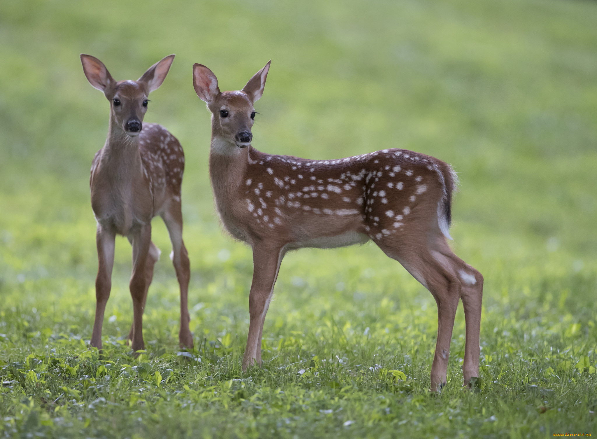 животные, олени, оленята