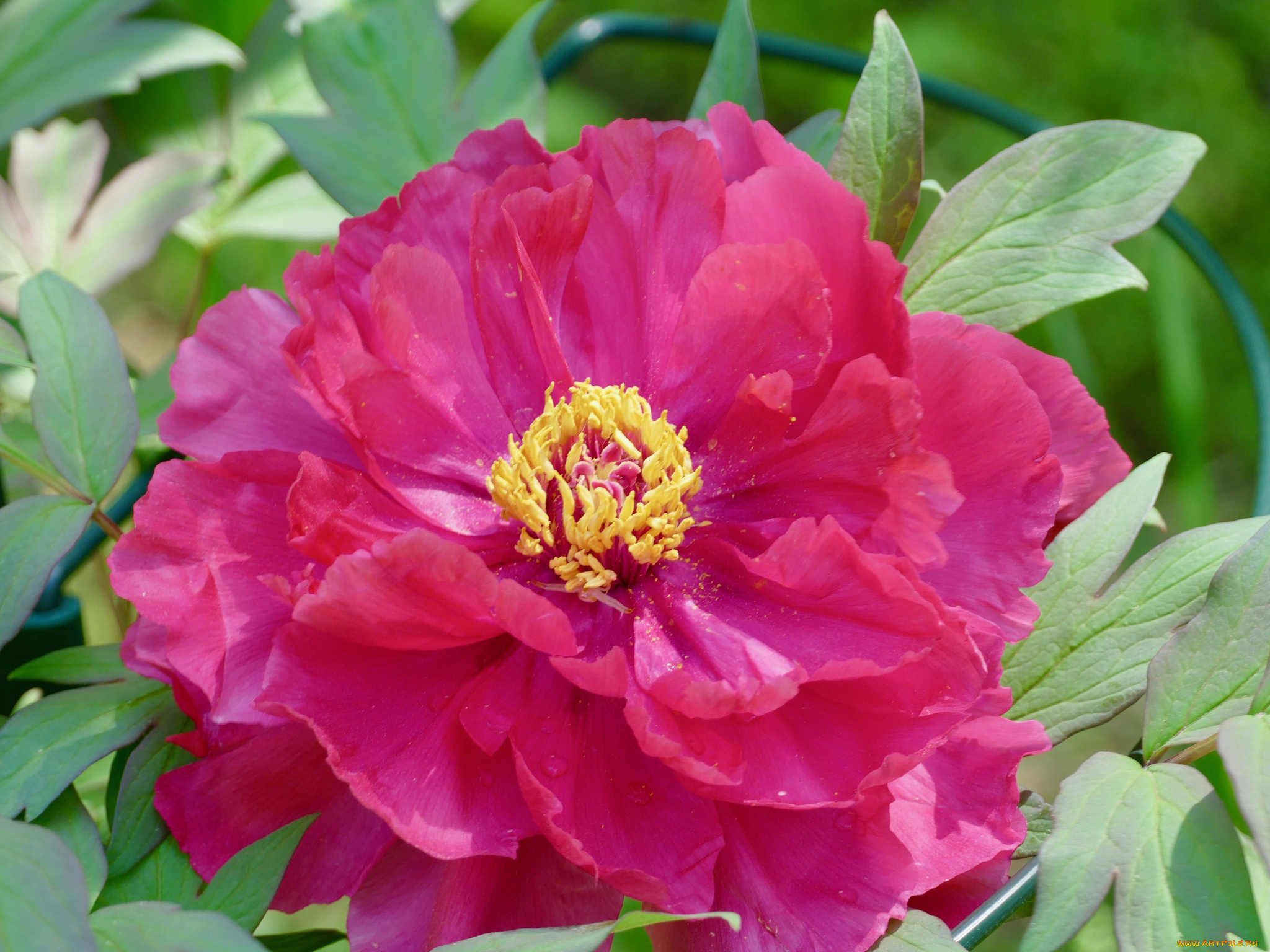 цветы, пионы, лепестки, бутон, пион, цветение, листья