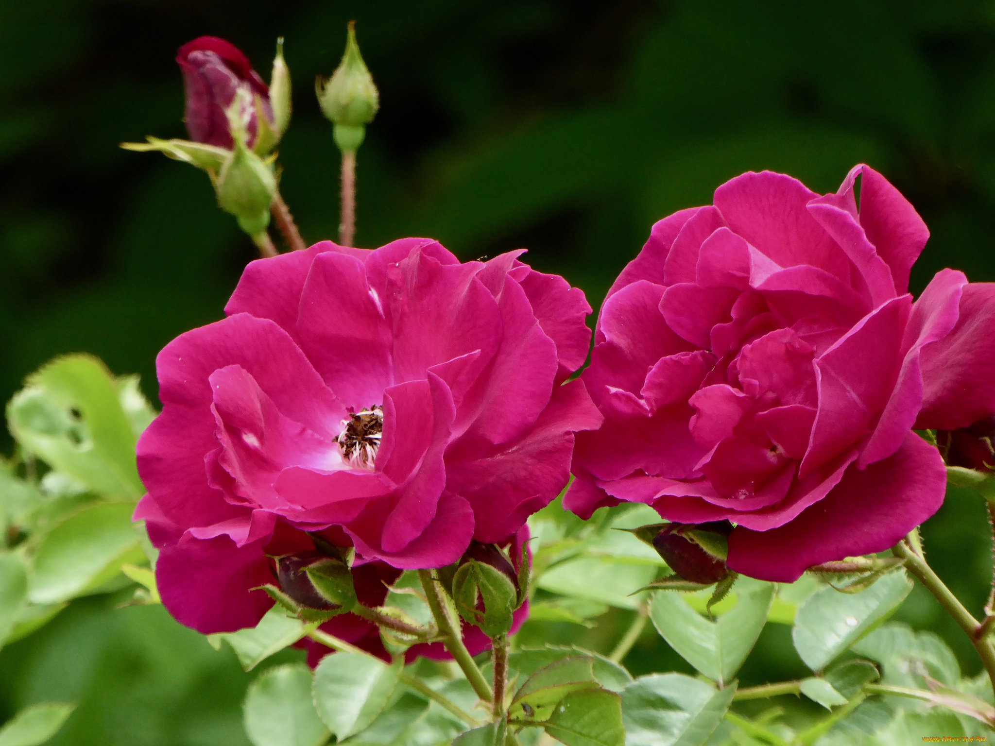 цветы, розы, лепестки, бутон, blossoms, leaves, petals, bud, rose, цветение, роза, листья