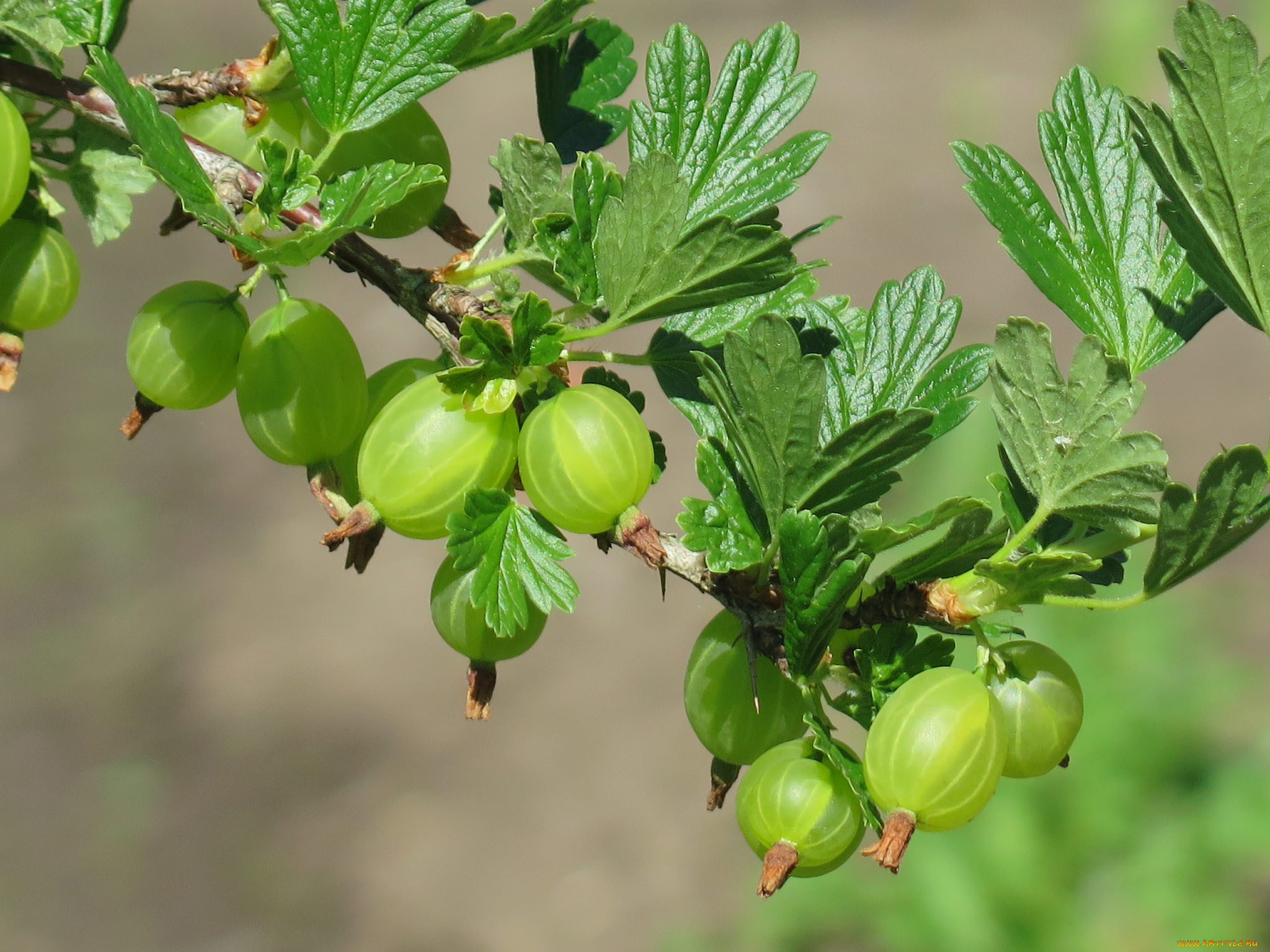 природа, Ягоды, ветка, крыжовник, зелень