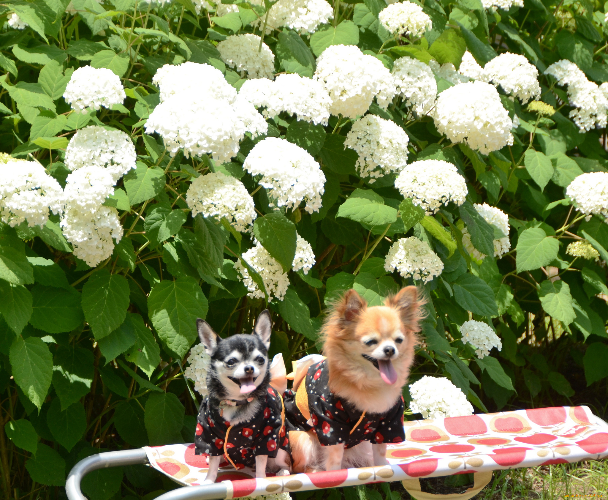 животные, собаки