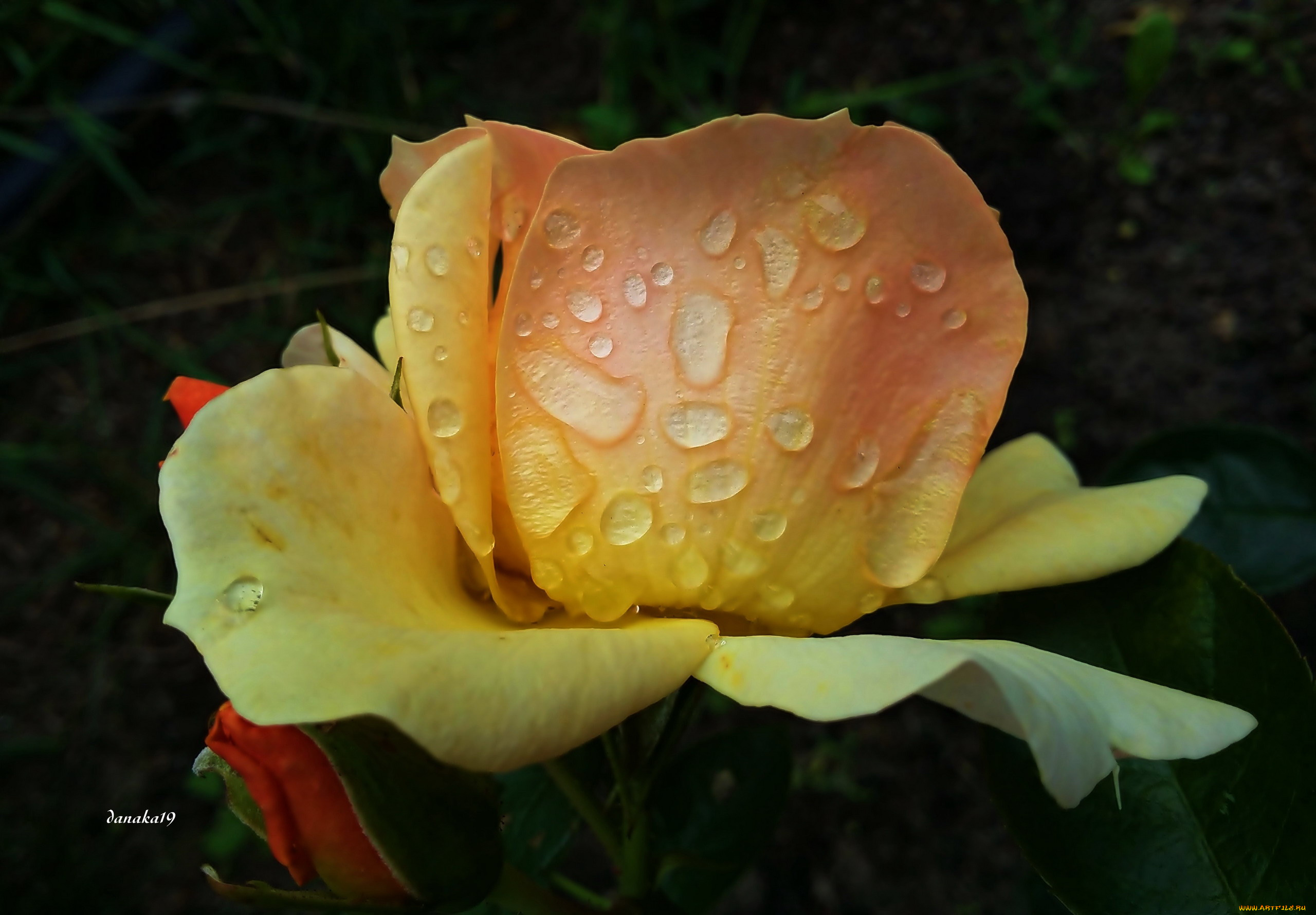 цветы, розы, бутон, капли, макро