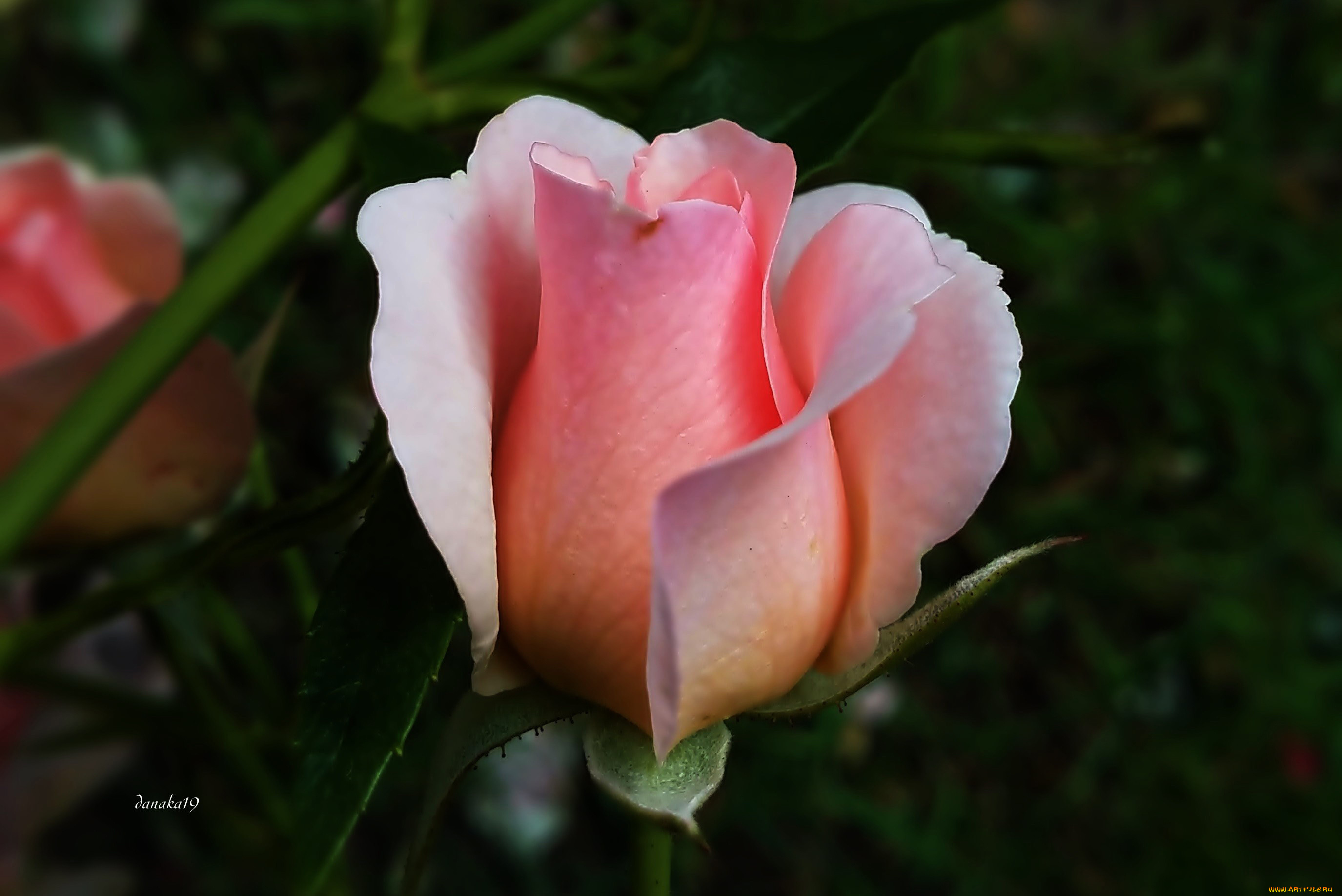 цветы, розы, бутон, розовый