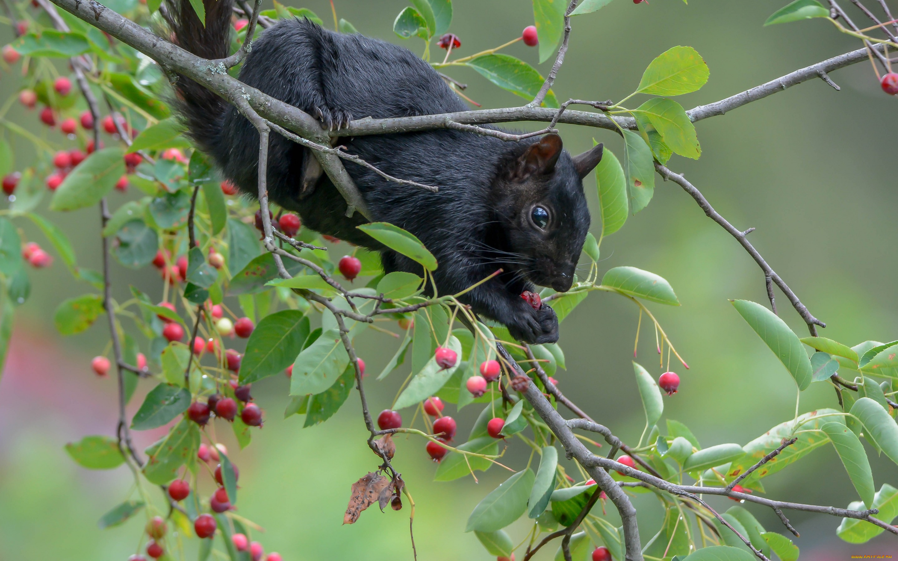 животные, белки, белка, ушка, лапки, хвостик, милашка