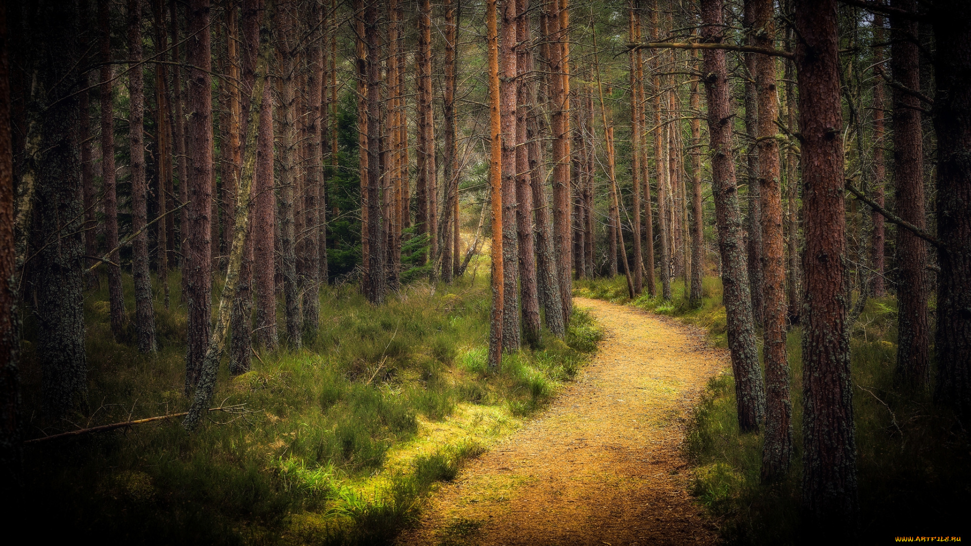 природа, лес, простор