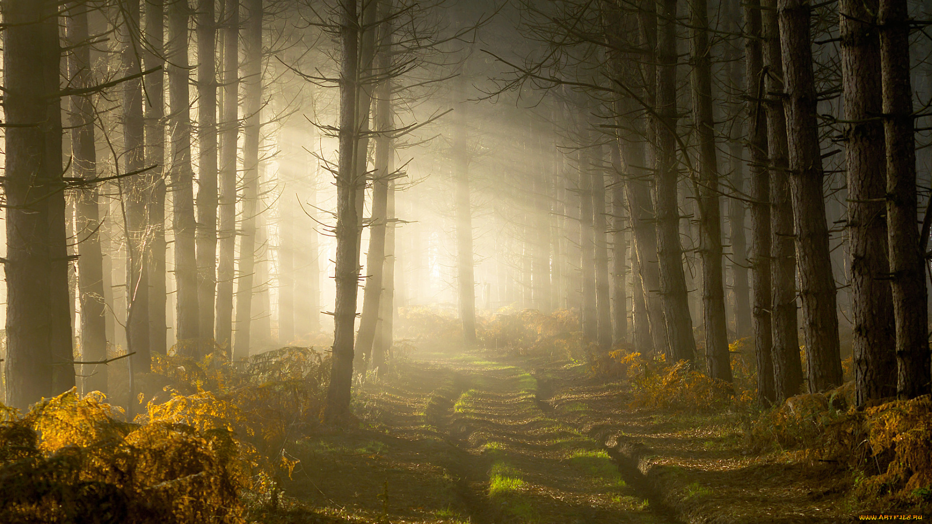 природа, лес, простор