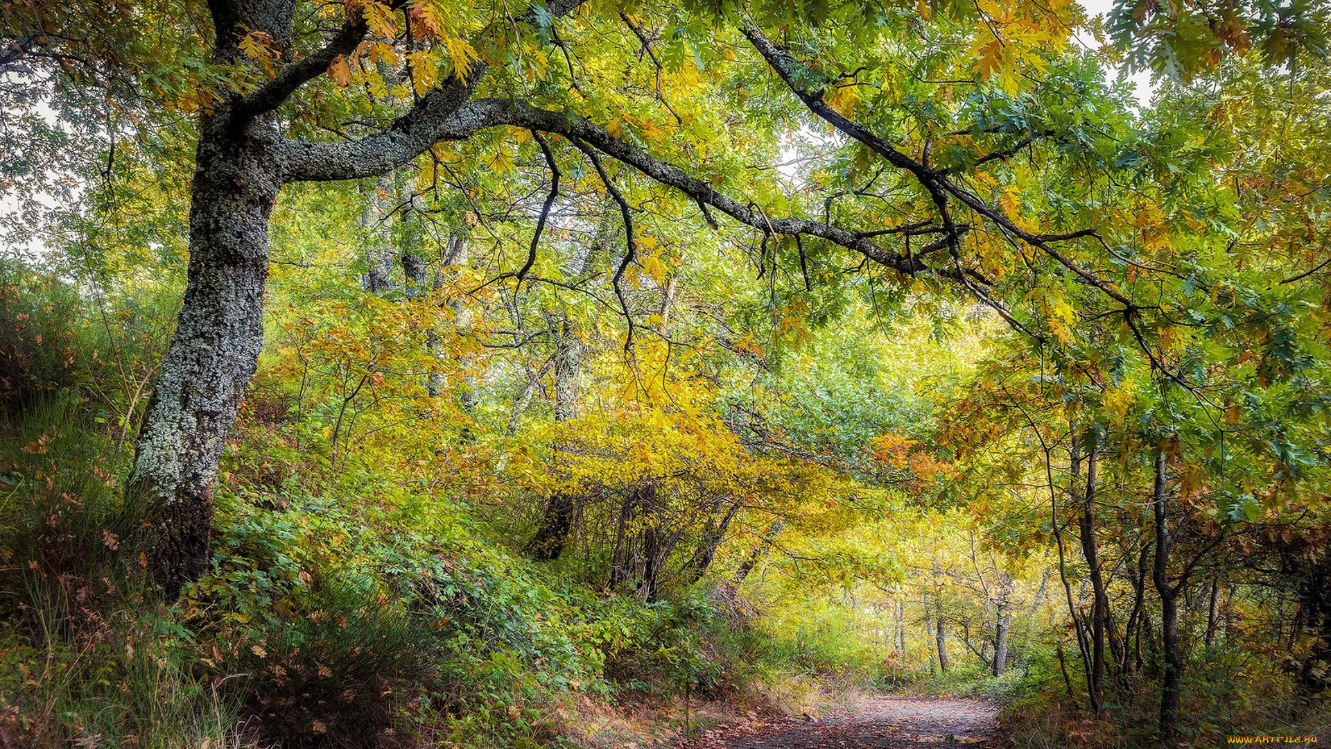 природа, лес, простор