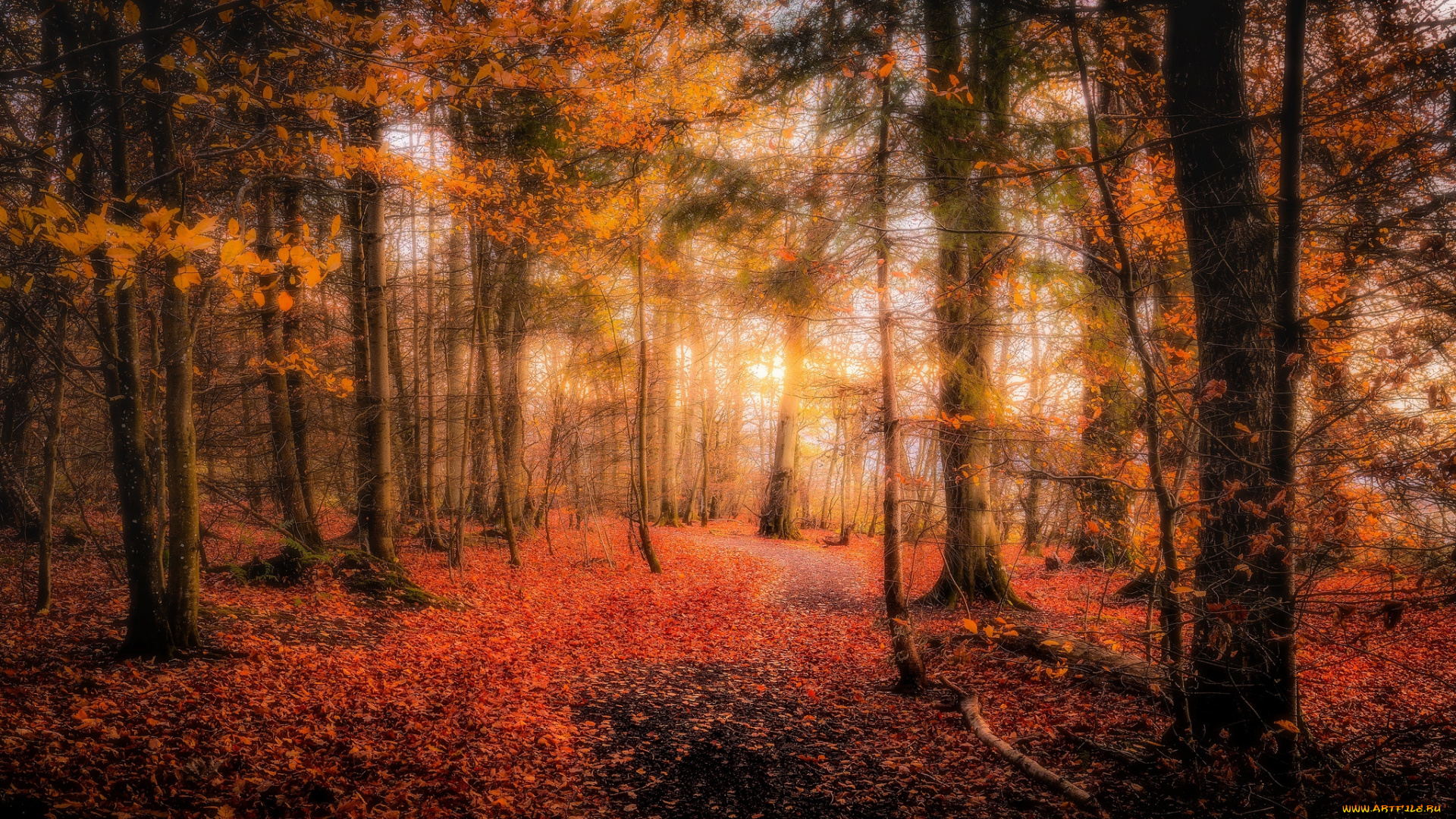 природа, лес, простор