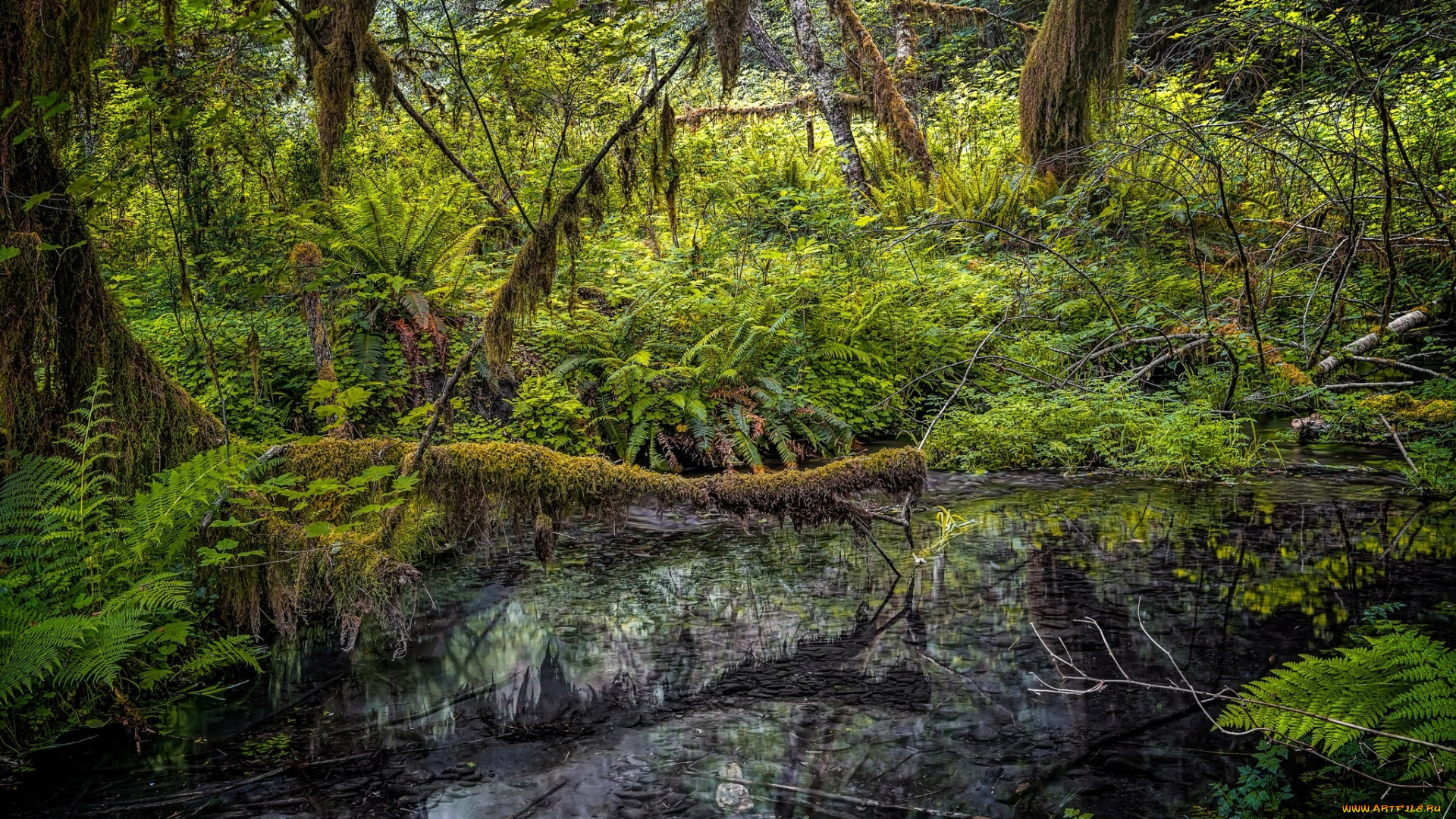 природа, реки, озера, простор