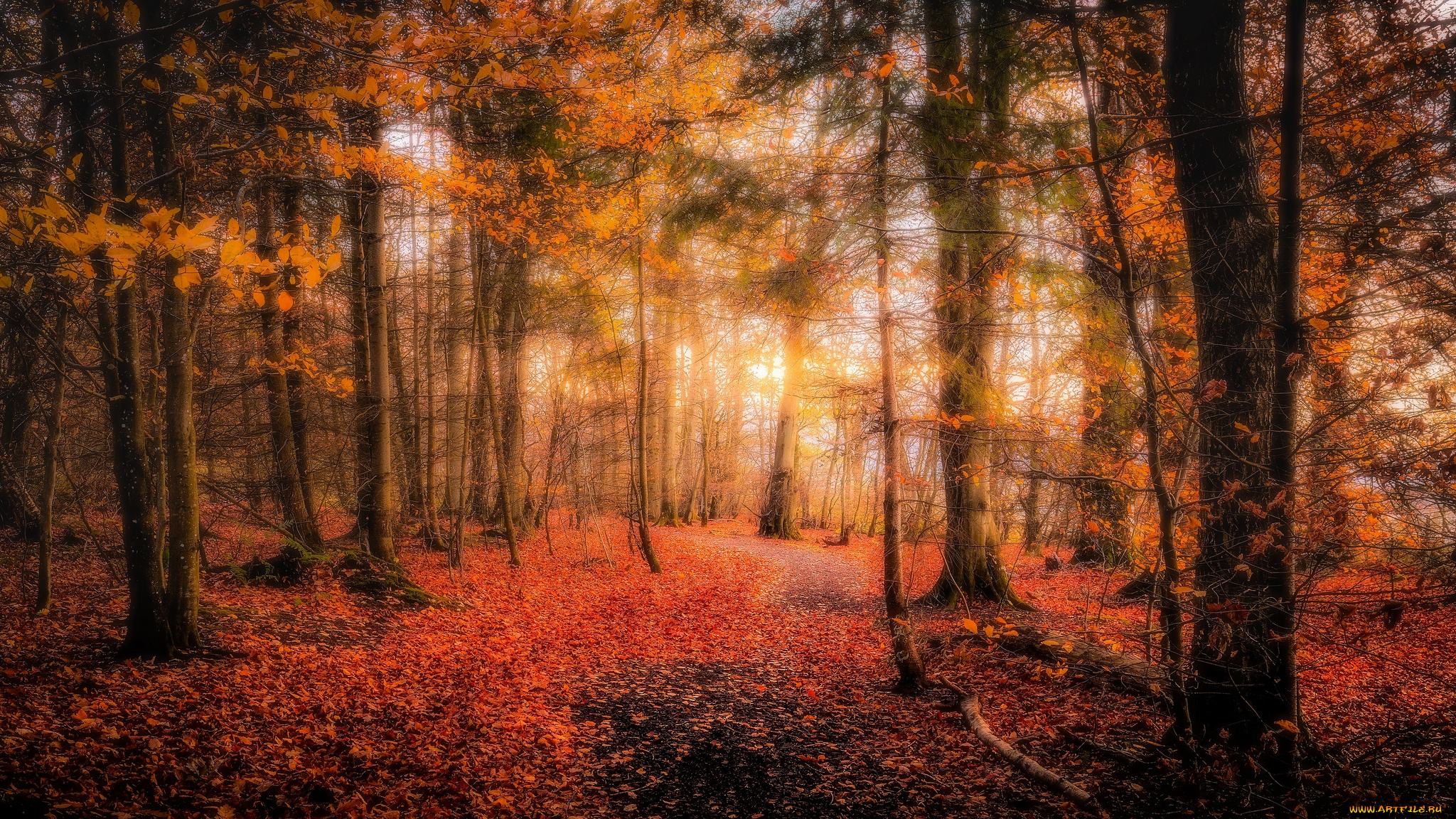 природа, лес, простор