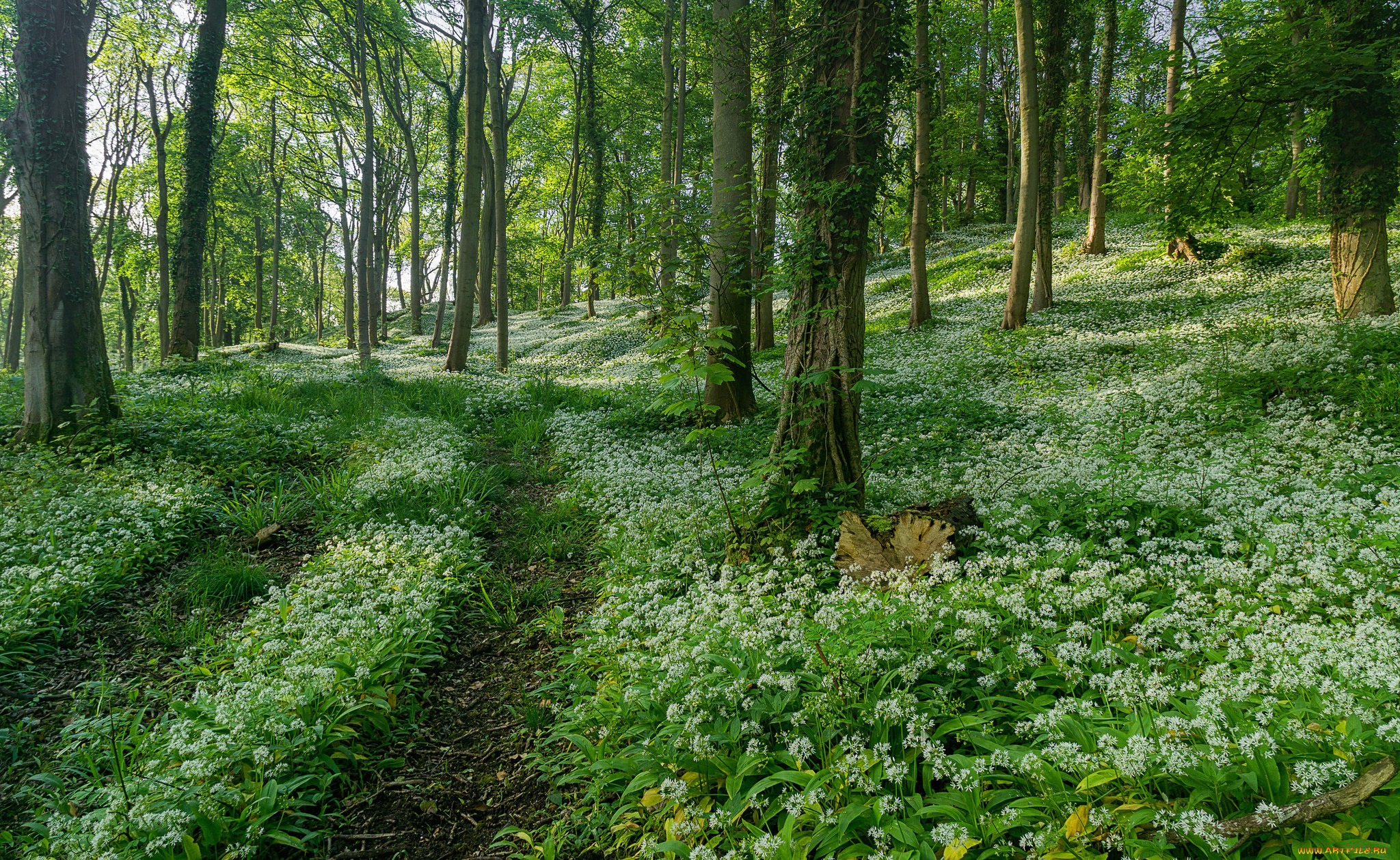 природа, лес, простор