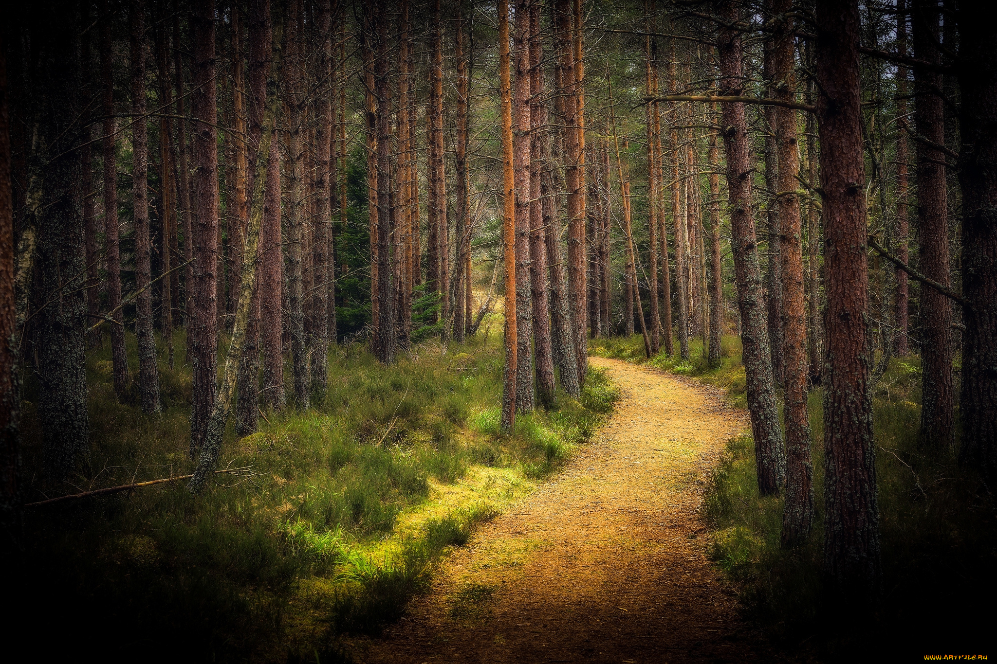 природа, лес, простор