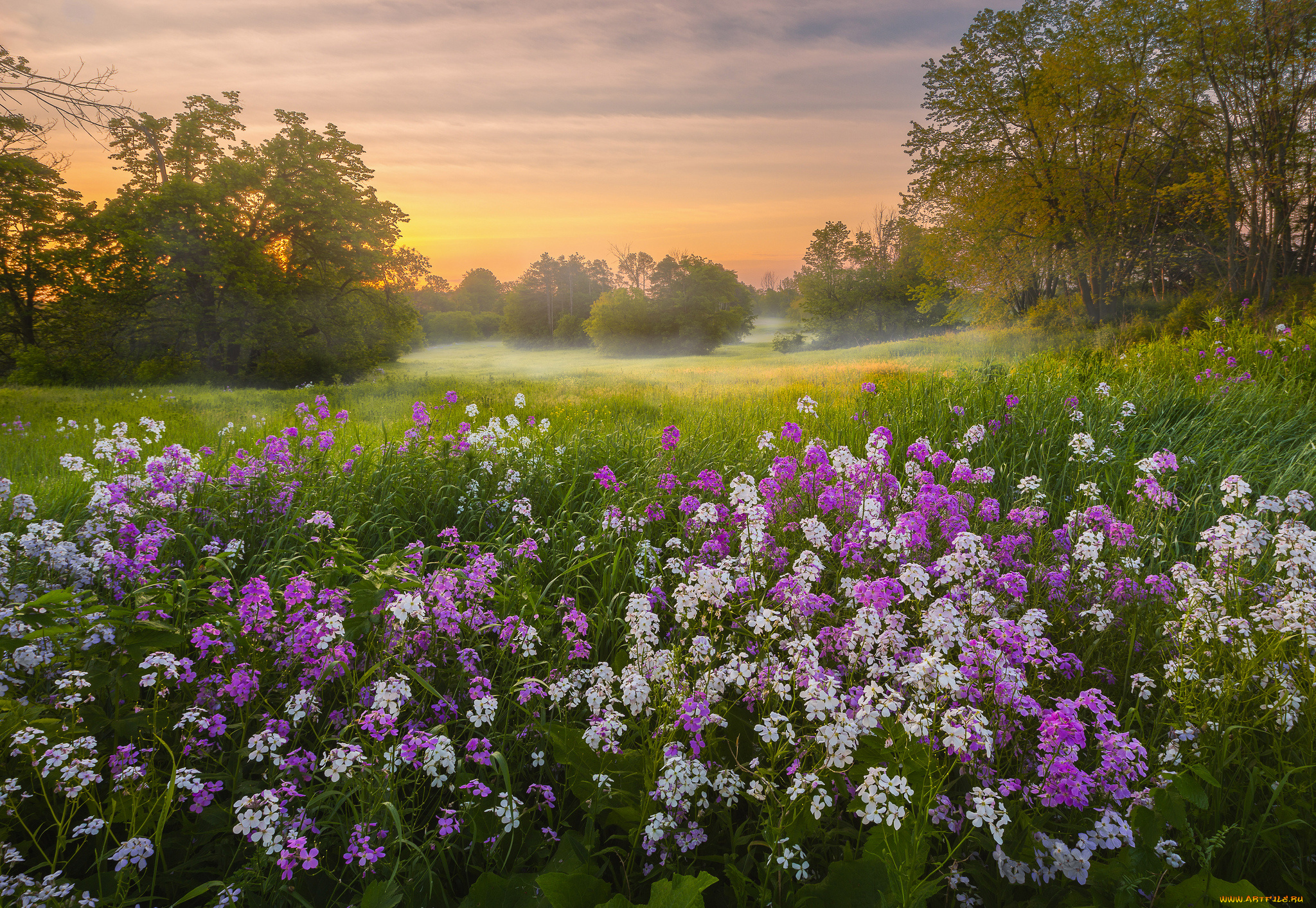 природа, луга, простор