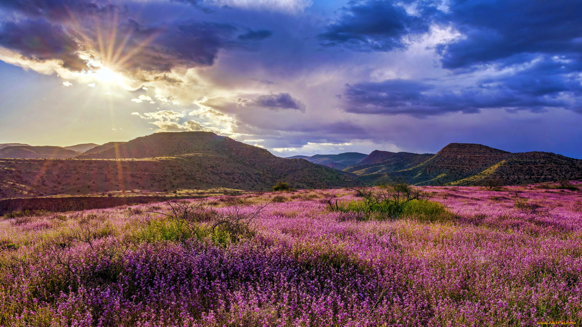 природа, луга, вересковая, пустошь, луг