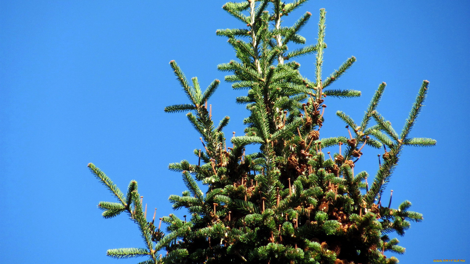 природа, деревья, сосна